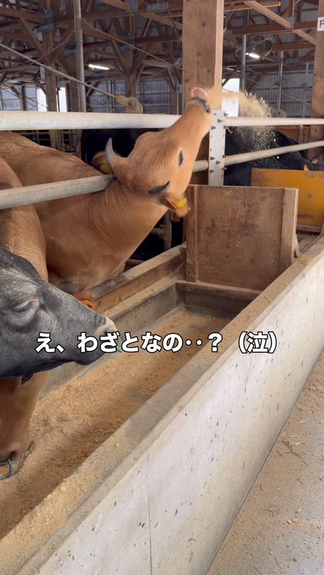 【ダイナミックエサ食べ】#癖がすごい
土佐あかうし部屋の横綱による、気合いの塩まき……ではなくエサまきです😂🐂💨
綺麗な餌をいっぱい食べてもらうために、掃除したばかりなのに、まさかこんな豪快な遊び方をされるとは…(笑)むせているのではなく、完全に”わざと”やっています🤣
0:16のダメ押しまでぜひ見てください!
皆さんにはこの牛、何をしているように見えますか?👇💬
#土佐あかうし #面白動画 #牛のいる生活