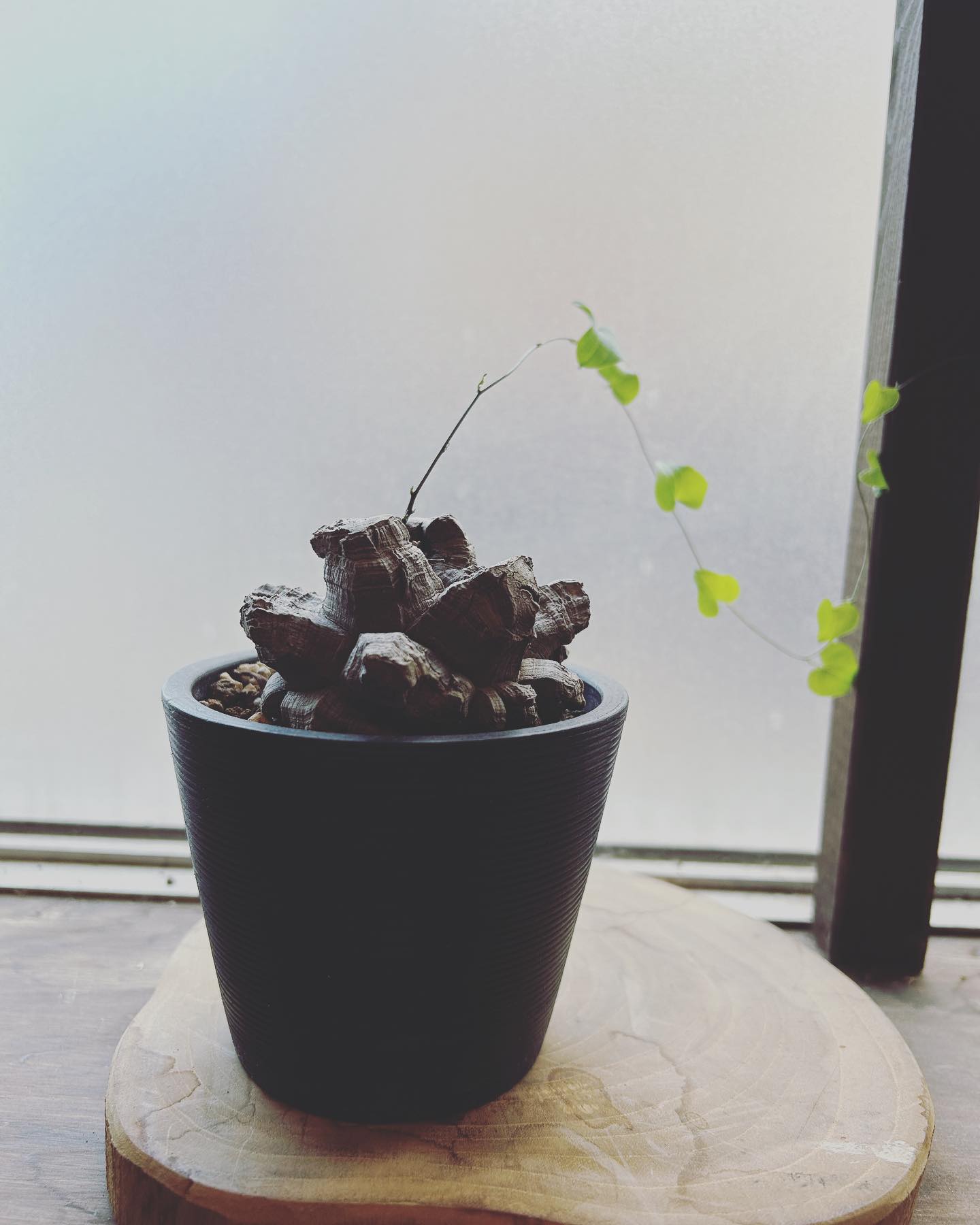 芽がスクスク順調。#亀甲竜 #富山市花屋#haveagoodday #anddeco