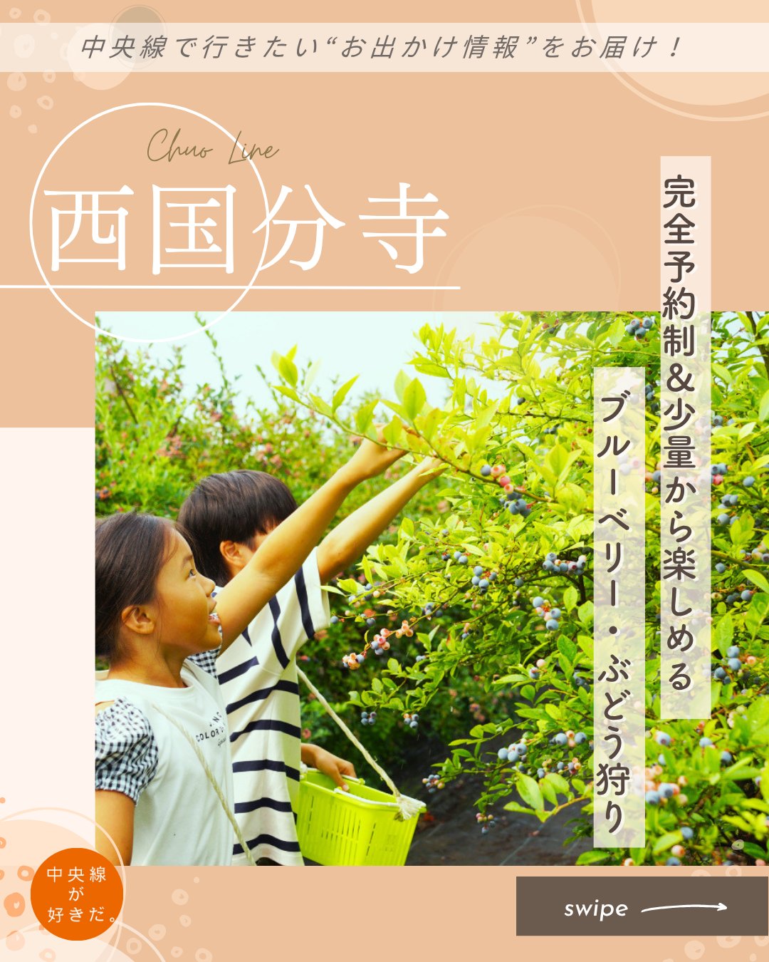 【#ウェルカムキッズ中央線】
ナイトウ果樹園 ( @naito_fg ) / 📍西国分寺駅・国分寺市
JR西国分寺駅から徒歩約15分の、アクセスしやすいブルーベリー・ぶどう農園。予約制なので並ぶ必要なし。さらに食べ放題ではなく“量り売り”なので、小さな子ども連れでも少量から気軽に挑戦できるのだ。
ブルーベリーは低めの剪定で乳幼児も簡単に手が届く。ぶどう棚も、踏み台などを利用すれば手が届く高さでチャレンジしやすい。
ブルーベリー畑の隣には屋外休憩スペースもあるので、暑さで疲れたら座って水分補給を。精算が済んだフルーツをさっそくここでひと口食べてみるのも楽しい。
受付、トイレ、農園がコンパクトにまとまっていて、庭先のような気軽さが魅力のスポットだ。
*-*-*-*-*-*-*-*-*-*-*-*-*-*-*-*-*-*-*-*-*-*-*-*-*-*
〇JR中央線西国分寺駅から徒歩15分。
〇開園期間は例年8~9月(生育状況によるので公式HPを参照)。午前のみの開園で、完全予約制
〇東京都国分寺市内藤1-17-5
*-*-*-*-*-*-*-*-*-*-*-*-*-*-*-*-*-*-*-*-*-*-*-*-*-*
記事の詳細は @chuosuki のプロフィール欄のURLから、中央線が好きだ。WEBサイトをご覧ください。
あなたが好きな中央線沿線のスポット・お店などがあれば、ぜひ #中央線が好きだ を付けて投稿してください♪
#中央線が好きだ #中央線 #ウェルカムキッズ中央線 #西国分寺 #国分寺市 #東京都 #子供と遊ぶ #子供の遊び場 #ナイトウ果樹園 #フルーツ狩り #ブルーベリー狩り #ぶどう狩り #子供と体験 #都内子連れスポット #親子で楽しむ #家族とお出かけ #子供とお出かけスポット