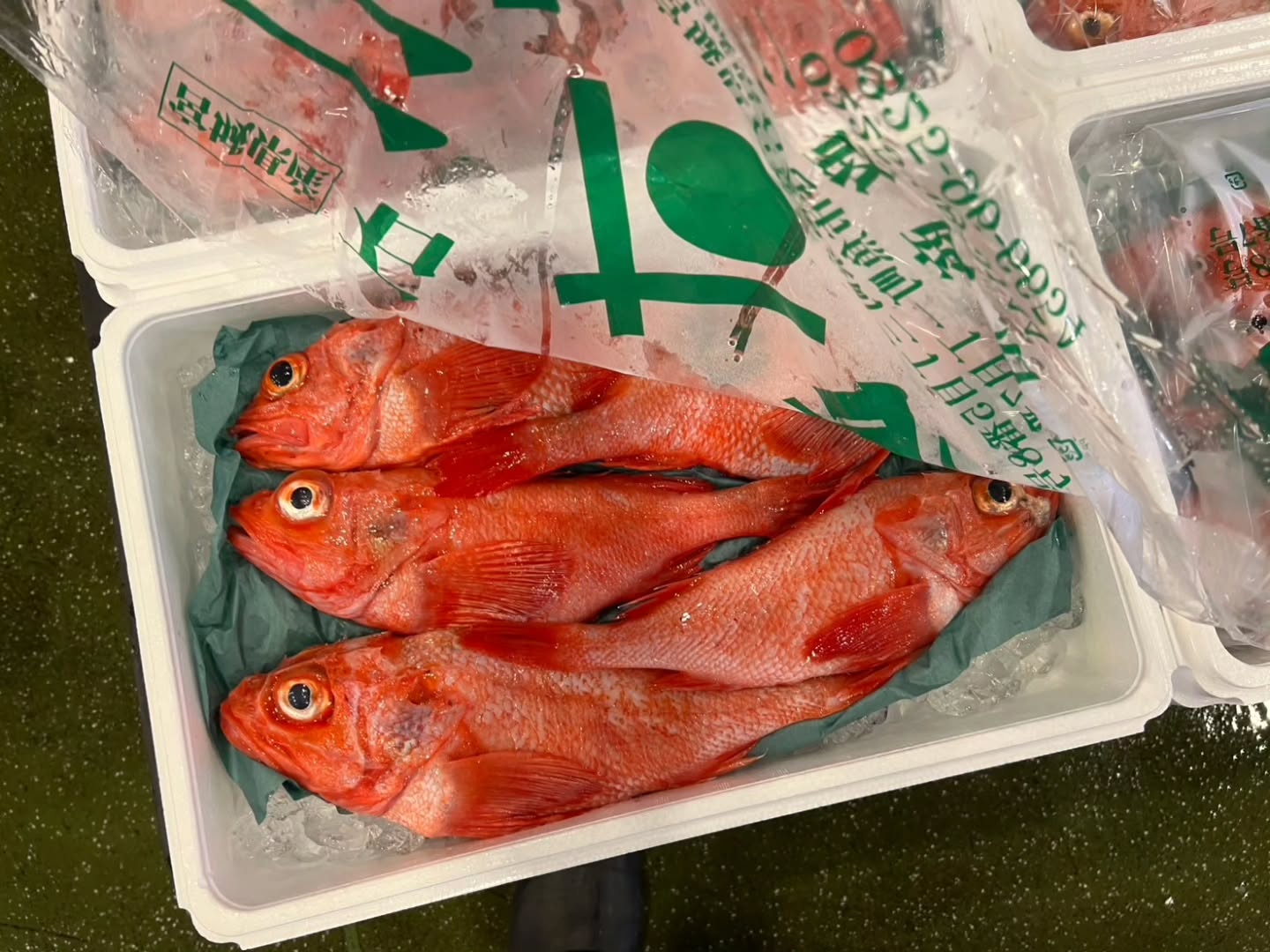 5/15(木)
📢【本日入荷!業者様向け厳選食材】📢
新鮮な海の幸が勢揃い🌟
厳選された逸品をお届けします。✨
オンラインショップで簡単注文!📲💻
新鮮食材をスムーズにお届けします🚚💨
📌オンラインショップはプロフィールのリンクから!
飲食店の皆さま、お見逃しなく!👀
#養殖あわび
#ガゼウニ
#鯨ウネス
#閖上赤貝
#吉次
#サワラ
#板ウニ