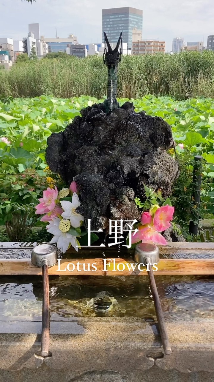 Tokyo’s Most Beautiful Lotus Flowers
#japankuru #不忍池 #ueno #uenopark #lotusflower #蓮の花 #연꽃 #上野 #우에노연꽃공원 #japaneseflower #上野蓮の花 #우에노공원 #uenopark #uenoparktokyo