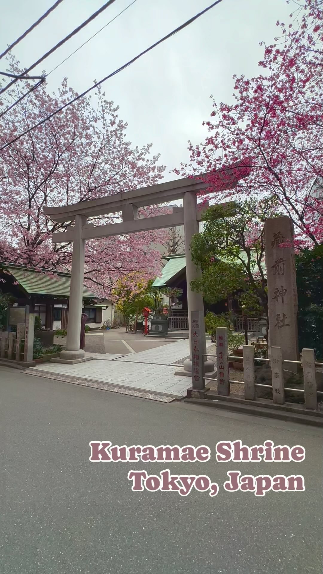 Kuramae Shrine is known for its early-blooming cherry blossoms and its gorgeous golden mimosa blooms, making it a great sakura spot for travelers arriving in Tokyo a little early for the main cherry blossom season.
It’s also tucked away in a neighborhood packed with trendy cafes and coffee shops. Kuramae is a lovely place to spend the day. 🌸☕️
・
#japankuru #kuramaeshrine #kuramae #tokyo #tokyotrip #cherryblossom #cherryblossoms #mimosa #tokyocherry #花見 #蔵前神社 #ミモザ #桜 #東京 #Japan #日本 #일본 #Japon #ญี่ปุ่น #Japão #Japón #япония #japantravel #日本旅行 #日本旅遊 #일본여행 #japan_of_insta #japantrip #traveljapan