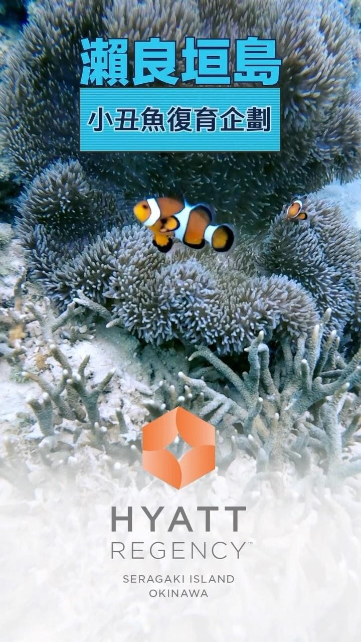 瀨良垣島小丑魚復育企劃
#japankuru #okinawa #seragaki #hyattregencyokinawaseragaki #沖縄 #瀬良垣 #osit
#沖繩觀光 #沖繩旅行 #沖繩度假 #沖繩浮潛 #沖繩自由行