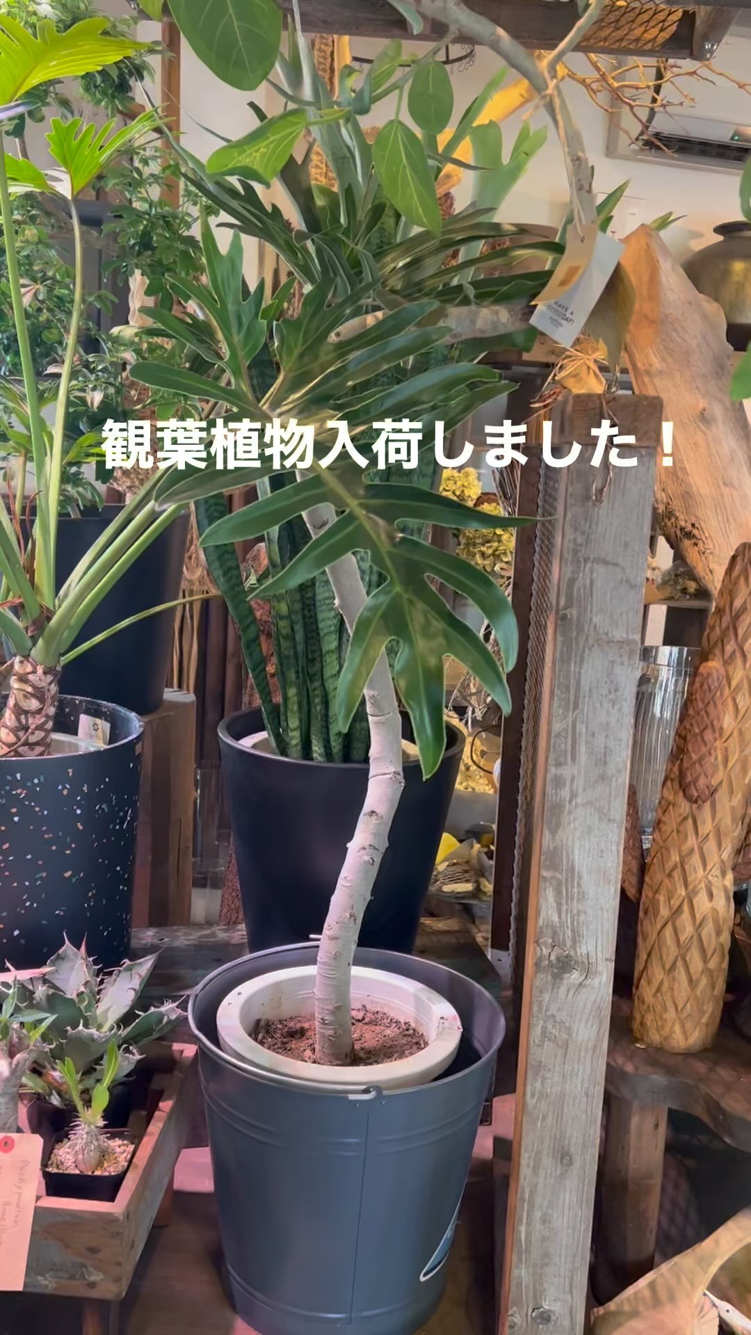 #観葉植物 #観葉植物のある暮らし #haveagoodday #anddeco