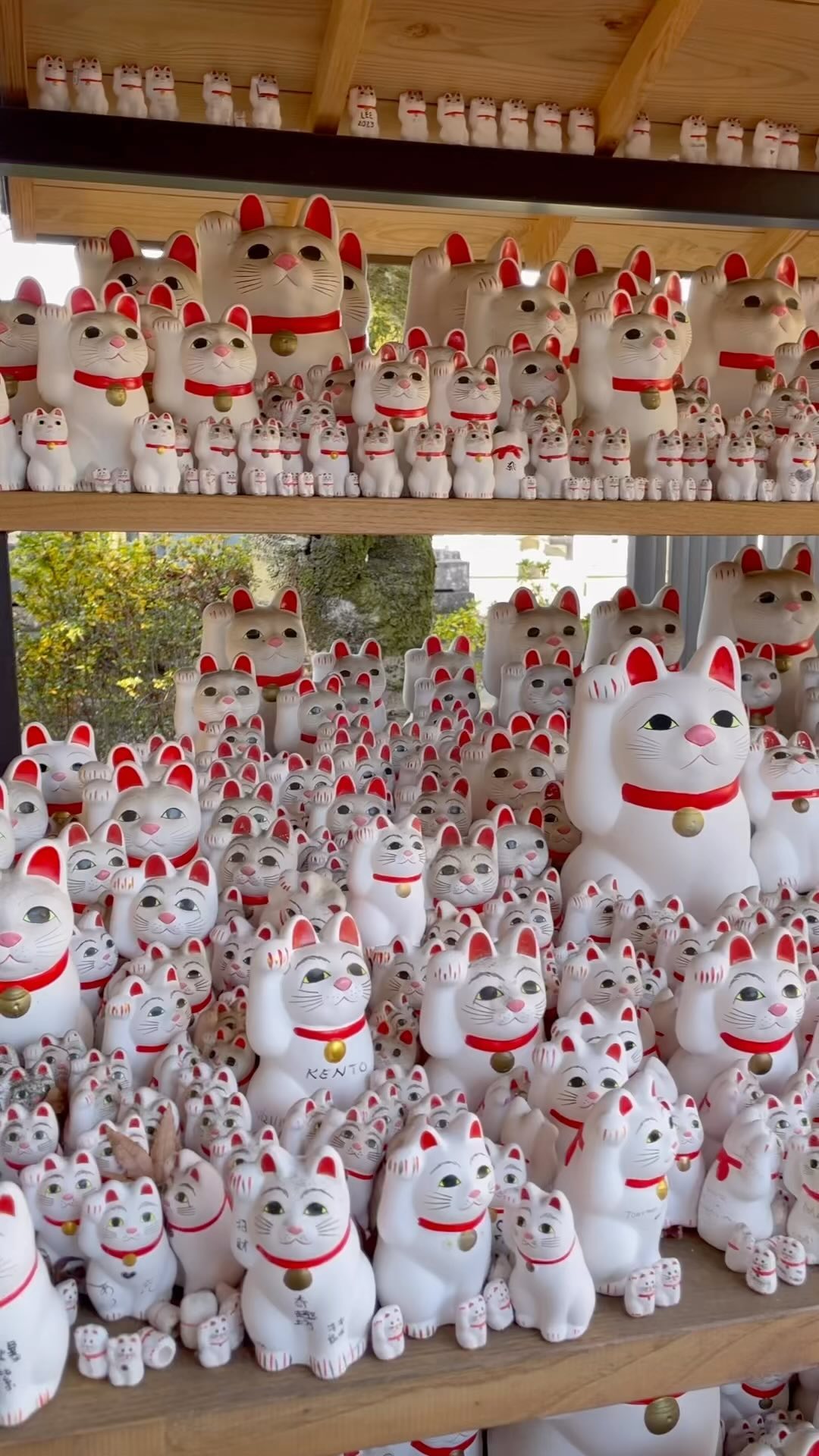 Looking for a little luck? Follow these beckoning kitties to Tokyo’s Gotokuji Temple.
#japankuru #gotokuji #고토쿠지 #고양이스타그램 #일본고양이 #마네키네코 #招き猫 #manekineko #japanesecat