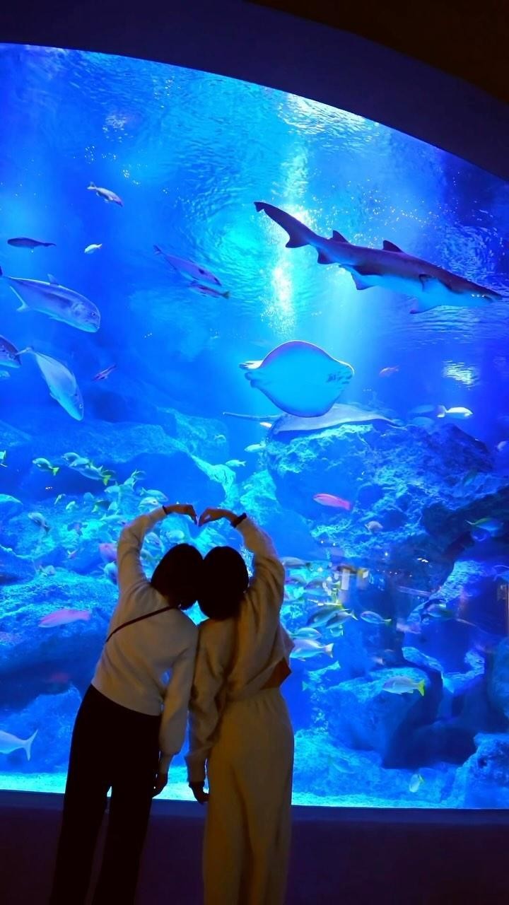 Find Fun Near Tokyo Skytree at This Tokyo Aquarium
・
2024墨田水族館 東京晴空塔旁遇見企鵝家族 館內幸福感再升級
・
도쿄 스카이트리 ❘ 다사다난한 스미다 수족관 의 '펭귄 관계도' - 2024 new 버전 업데이트!
・
เที่ยวพิพิธภัณฑ์สัตว์น้ำซุมิดะในโตเกียวสกายทรี พร้อมอัปเดตโซนใหม่ในปี 2024
#japankuru #sumidaaquarium #skytree #도쿄스카이트리 #스미다수족관 #재팬쿠루 #墨田水族館 #東京水族館 #東京景點 #東京自由行 #東京旅遊 #東京觀光 #墨田區 #japanesefood #kawaii #tokyoaquarium #penguins #jellyfish #japanesejellyfish #coralreefs #sumida #すみだ #スカイツリー #すみだ水族館 #sumidaaquarium #solamachi #tokyotrip #sumida