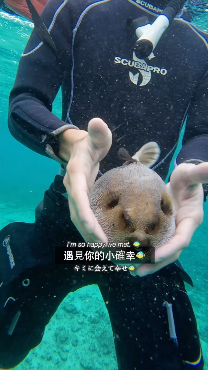 沖繩 太好玩了!!
・
・
・
Okinawa...
it's pretty great!
・
・
・
#japankuru #okinawa #sanshin #seragaki #hyattregencyokinawaseragaki #하얏트리젠시오키나와세라가키아일랜드 #오키나와여행 #오키나와맛집 #오키나와카페 #오키나와호텔 #만좌모 #沖縄 #沖繩觀光 #沖繩旅行 #沖繩度假 #沖繩浮潛 #沖繩自由行