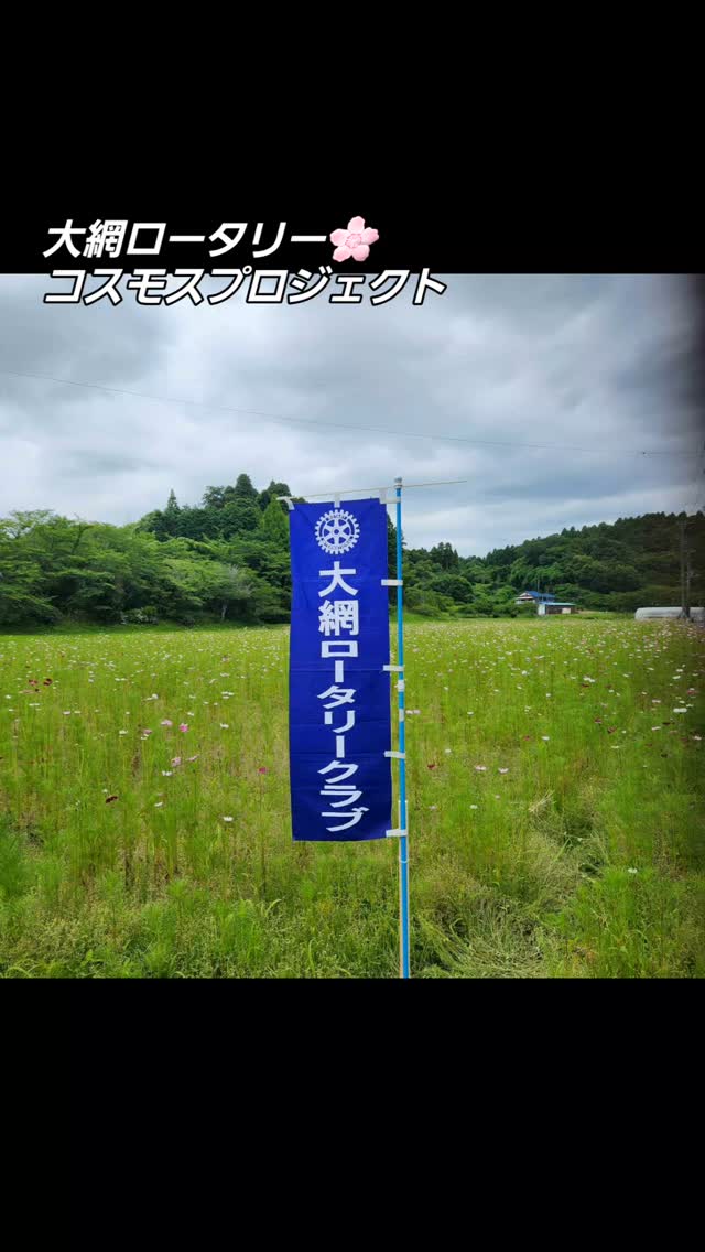 大網ロータリークラブコスモスプロジェクト 続報!今年度の肝いり事....