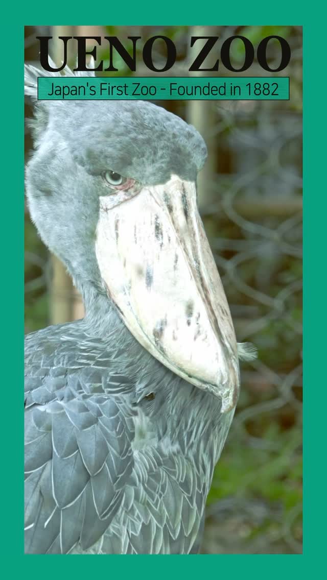 Explore Ueno Zoo: Japan’s First Zoo, a Tokyo Travel Favorite!
#pr #japankuru #uenozoo #uenopark #tokyo #tokyotrip #japantravel #japan #도쿄 #동물원나들이 #우에노 #동물친구들 #우에노동물원 #東京推薦景點 #上野動物園 #上野景點 #上野公園 #日本自由行 #เที่ยวญี่ปุ่น #โตเกียว #สวนสัตว์ญี่ปุ่น #สวนสัตว์อุเอโนะ #ที่เที่ยวญี่ปุ่น