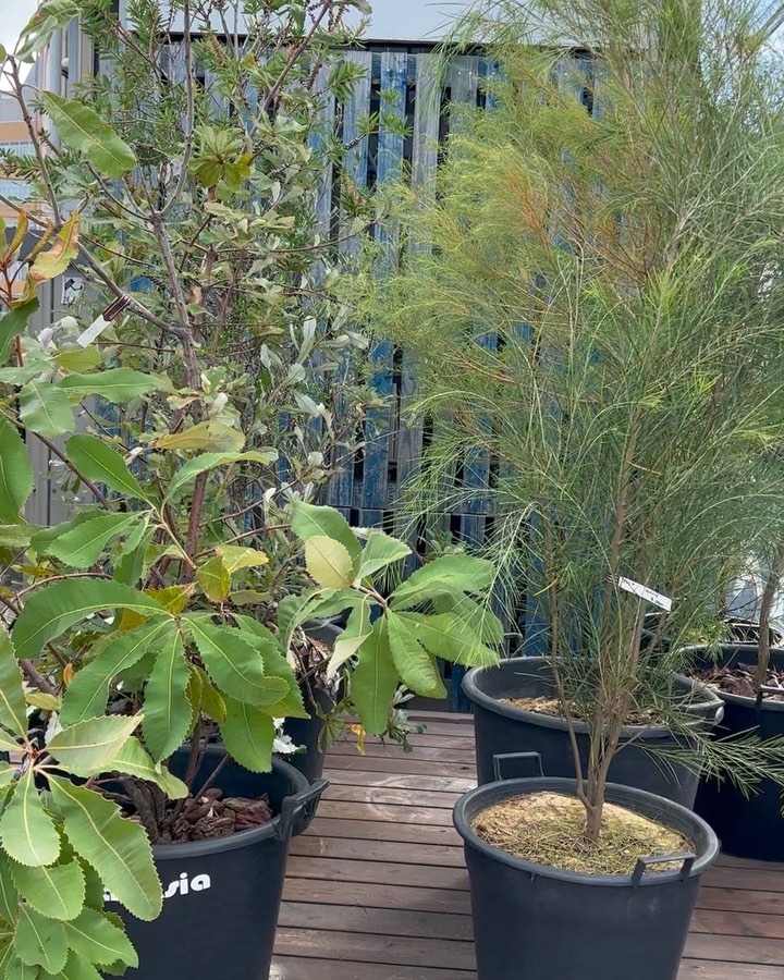 外の植物入荷しました!観葉植物の入荷は、9月末入荷です。#ユッカ #アガベ#グレベリア #メラレウカ#ネムノキ #バンクシア#富山市花屋 #富山市造園#haveagoodday#anddeco