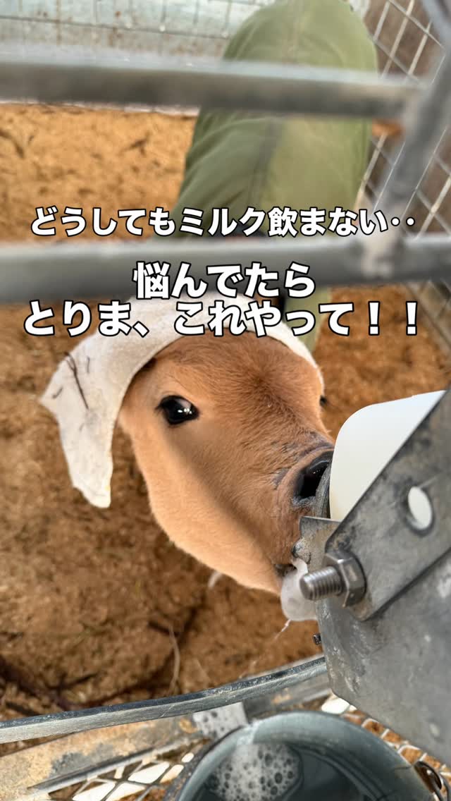 たまーにいるミルクなかなか飲まない子‥
つのちくでは、これで解決しています💡
#土佐あかうし #子牛 #癒し時間 #ライフハック #お悩み解決