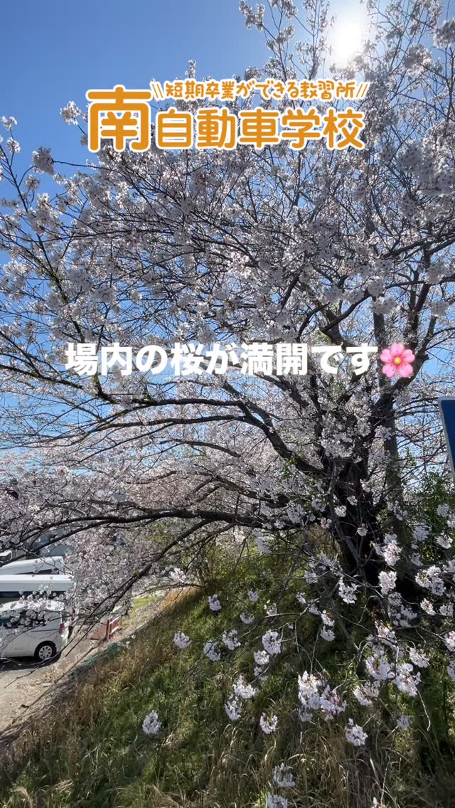 å ´å
ã³ã¼ã¹ã¯æ¡ã§ãã£ã±ãã§ãð¸
è¦ã«æ¥ã¦ãâ£ï¸
#åèªåè»å¦æ ¡ #æ¡ #æç¿æ#忥å¸
