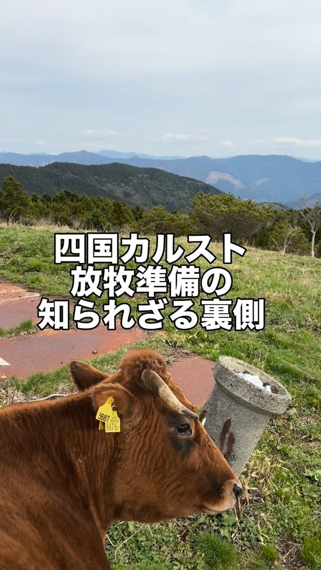 四国カルスト放牧開始します!
#四国カルスト #入牧情報 #裏側 #高知観光