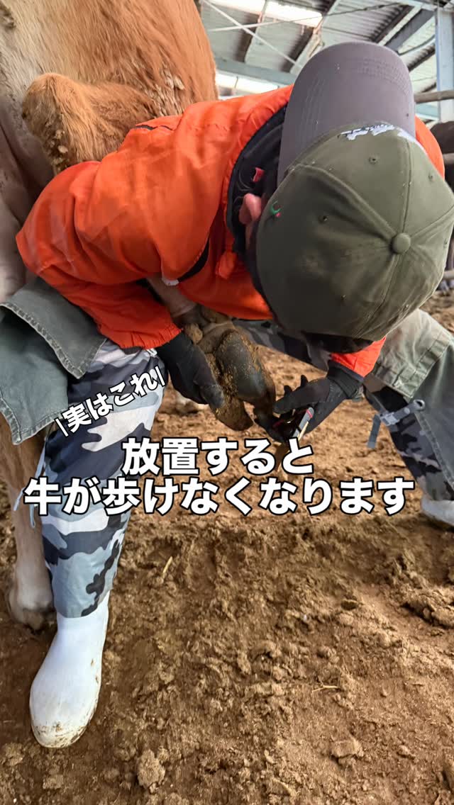 健康づくりは、足元から🙌
#職人技 #削蹄 #健康 #つのちく #土佐あかうし