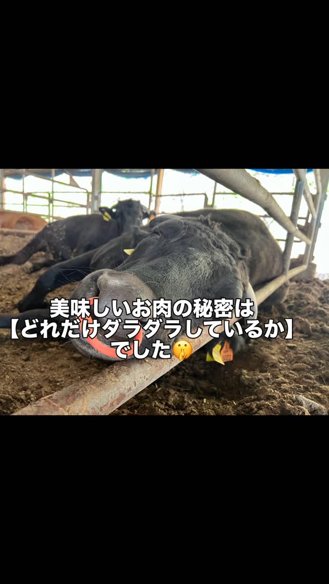 昼間の牛舎を覗いてみると…みんなゴロンと夢の中💤
「昼間から寝てばかりで怠け者だな〜」なんて思わないでくださいね!笑
実は牛にとって、寝転がっている時間はとっても大切。
専門用語で「横臥率(おうがりつ)」というのですが、牛舎にいる牛の【70〜80%以上】が寝転がっている状態が、一番ストレスがなくリラックスできている証拠(カウコンフォート)だと言われています💡
お腹いっぱい美味しいご飯を食べて、きれいな寝床で横になりながらモグモグ(反芻)する。
これが牛たちにとって最高の幸せなんです✨
津野山畜産公社では、牛たちが「あ〜幸せ!」と思えるような、ストレスフリーな環境づくりを目指しています。
のびのび育った牛たちの様子、またお届けしますね🐄🌱
いいなと思ったら「❤️」を!
保存して他の動画もチェックしてね✨
#つのちく #高知 #美味しいお肉 #牛飼い