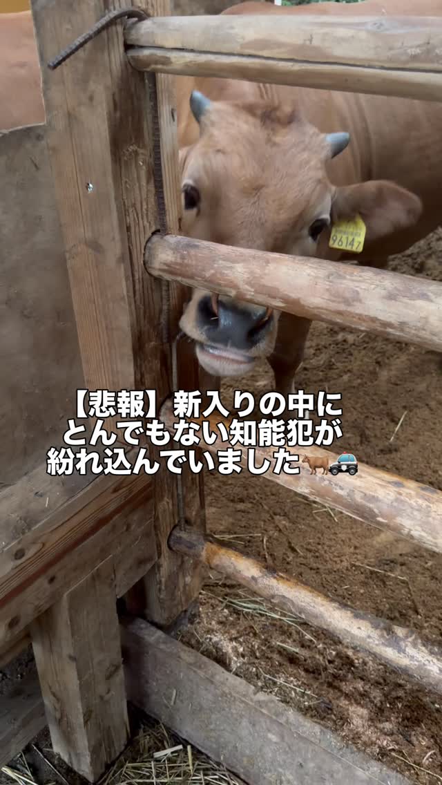 【緊急事態🚨】新入りの中に、鍵開けのプロがいました🐮🔑
ぜひ動画を最後まで見てください😂
口先を器用に使って、いとも簡単にロックを解除…!中に人が入ってるんじゃないかとスタッフも目を疑いました(笑)
津野山畜産公社では、家畜市場からやってきた牛たちは、他からのウイルス感染を防ぐために、まずは一定期間「隔離牛舎」で大切に飼育します🏥✨
その後、月齢の近い子たちでグループ分けをして集団生活をスタートするのですが…
いろんな農家さんで育ってきた子たちなので、本当に性格がバラバラで面白いんです!
のんびり屋さん、食いしん坊、そして今回の「頭脳派」まで😂
これからも個性豊かな牛たちの日常をお届けします!
#津野山畜産公社 #動物のおもしろ動画 #子牛 #賢い動物
