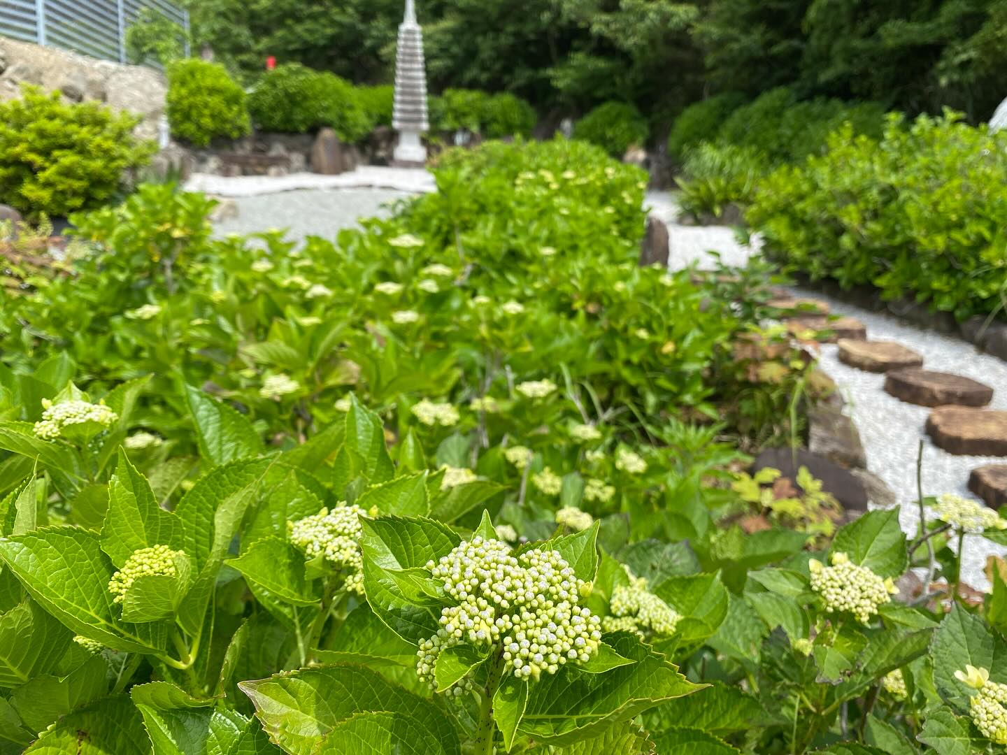 【照江寺アジサイ開花情報】
5月16日(金)数株だけ咲き始めました!🏵️
全体的には、まだまだです
日々☔️降ったり止んだりの天気が続きますが
アジサイにとっては恵みの雨になってます✨
5月末から見頃になるかな…と予想しております🥸
ぜひお越しください🏃♀️
なお、当寺石垣工事のため工事車両が駐まっており、駐車場に駐めにくくなっております🚛
となりの南部浄化センター駐車場にお回りください🙇
境内上部のアジサイ園にそのままお入りいただけます⬅️
#アジサイ #紫陽花
#照江寺 #静浦 #江浦 #沼津のお寺
#江浦湾 #奥駿河 #奥駿河を拡めたい
#numa_1 #numa_kanko