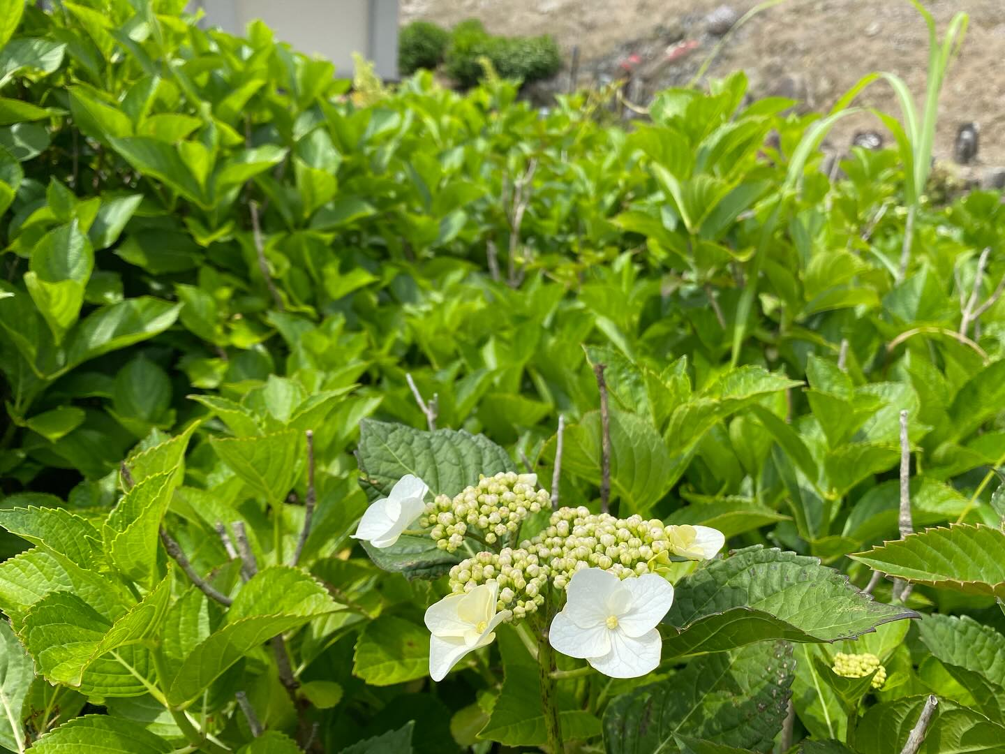 【照江寺アジサイ開花情報】
5月16日(金)数株だけ咲き始めました!🏵️
全体的には、まだまだです
日々☔️降ったり止んだりの天気が続きますが
アジサイにとっては恵みの雨になってます✨
5月末から見頃になるかな…と予想しております🥸
ぜひお越しください🏃♀️
なお、当寺石垣工事のため工事車両が駐まっており、駐車場に駐めにくくなっております🚛
となりの南部浄化センター駐車場にお回りください🙇
境内上部のアジサイ園にそのままお入りいただけます⬅️
#アジサイ #紫陽花
#照江寺 #静浦 #江浦 #沼津のお寺
#江浦湾 #奥駿河 #奥駿河を拡めたい
#numa_1 #numa_kanko