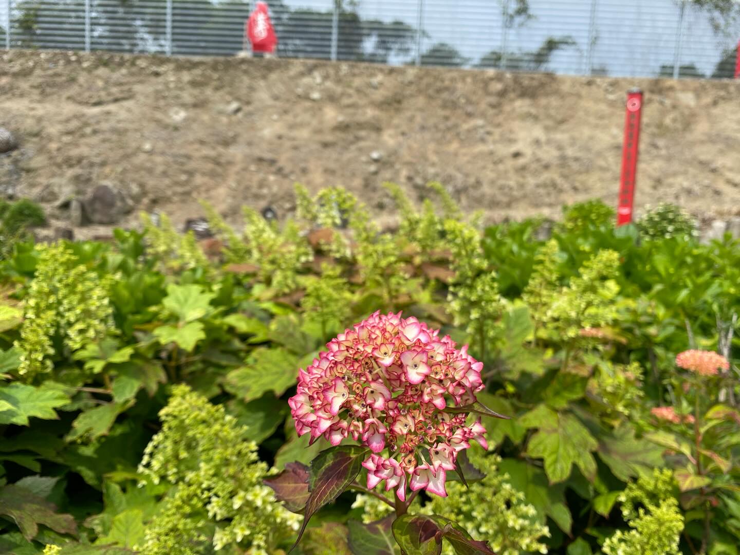【照江寺アジサイ開花情報】
5月16日(金)数株だけ咲き始めました!🏵️
全体的には、まだまだです
日々☔️降ったり止んだりの天気が続きますが
アジサイにとっては恵みの雨になってます✨
5月末から見頃になるかな…と予想しております🥸
ぜひお越しください🏃♀️
なお、当寺石垣工事のため工事車両が駐まっており、駐車場に駐めにくくなっております🚛
となりの南部浄化センター駐車場にお回りください🙇
境内上部のアジサイ園にそのままお入りいただけます⬅️
#アジサイ #紫陽花
#照江寺 #静浦 #江浦 #沼津のお寺
#江浦湾 #奥駿河 #奥駿河を拡めたい
#numa_1 #numa_kanko