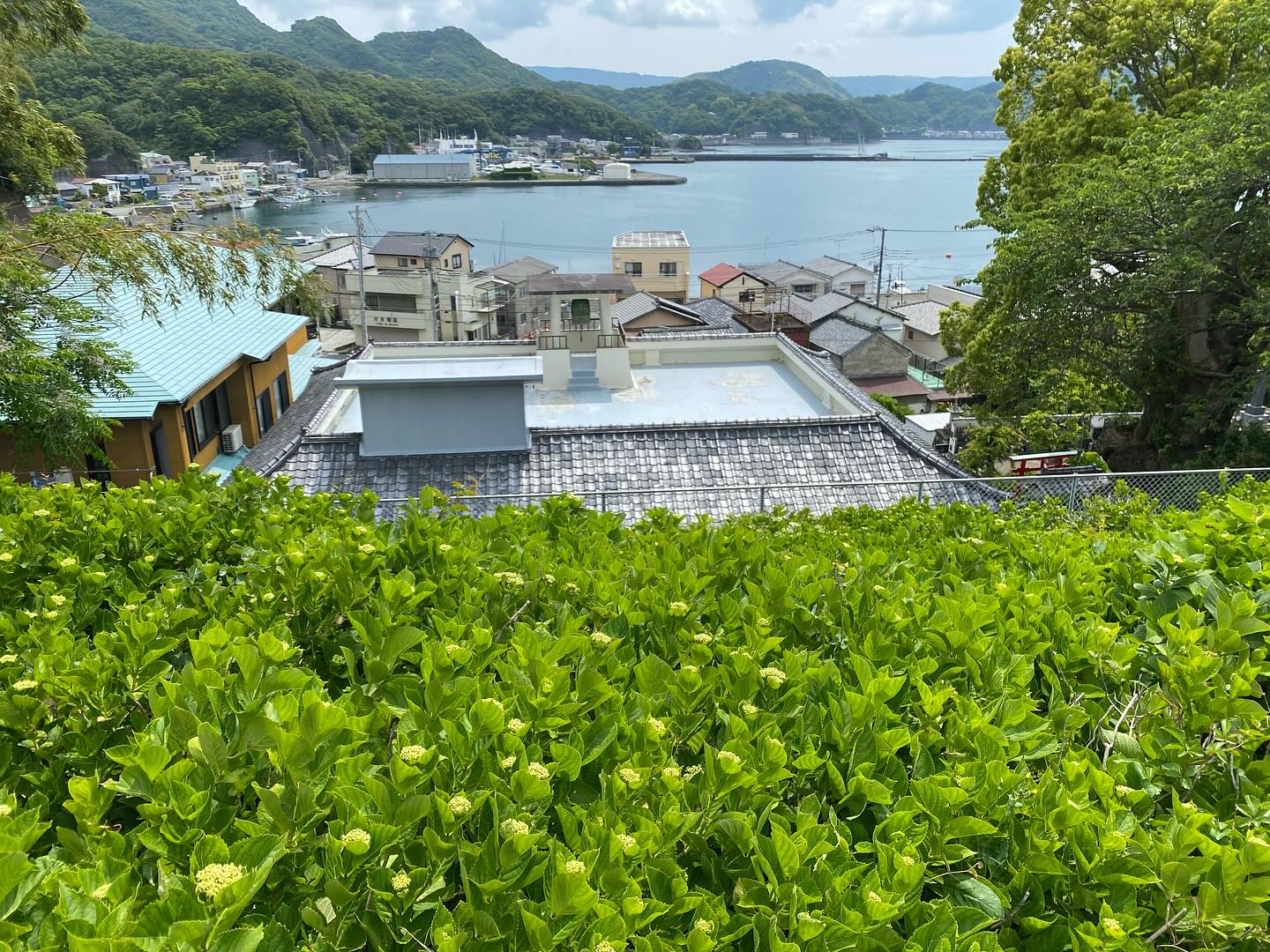 【照江寺アジサイ開花情報】
5月16日(金)数株だけ咲き始めました!🏵️
全体的には、まだまだです
日々☔️降ったり止んだりの天気が続きますが
アジサイにとっては恵みの雨になってます✨
5月末から見頃になるかな…と予想しております🥸
ぜひお越しください🏃♀️
なお、当寺石垣工事のため工事車両が駐まっており、駐車場に駐めにくくなっております🚛
となりの南部浄化センター駐車場にお回りください🙇
境内上部のアジサイ園にそのままお入りいただけます⬅️
#アジサイ #紫陽花
#照江寺 #静浦 #江浦 #沼津のお寺
#江浦湾 #奥駿河 #奥駿河を拡めたい
#numa_1 #numa_kanko