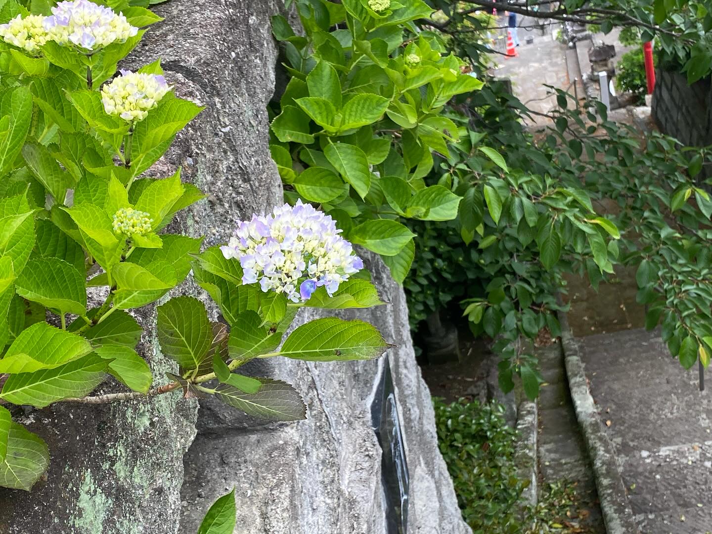【照江寺アジサイ開花情報】
5月16日(金)数株だけ咲き始めました!🏵️
全体的には、まだまだです
日々☔️降ったり止んだりの天気が続きますが
アジサイにとっては恵みの雨になってます✨
5月末から見頃になるかな…と予想しております🥸
ぜひお越しください🏃♀️
なお、当寺石垣工事のため工事車両が駐まっており、駐車場に駐めにくくなっております🚛
となりの南部浄化センター駐車場にお回りください🙇
境内上部のアジサイ園にそのままお入りいただけます⬅️
#アジサイ #紫陽花
#照江寺 #静浦 #江浦 #沼津のお寺
#江浦湾 #奥駿河 #奥駿河を拡めたい
#numa_1 #numa_kanko