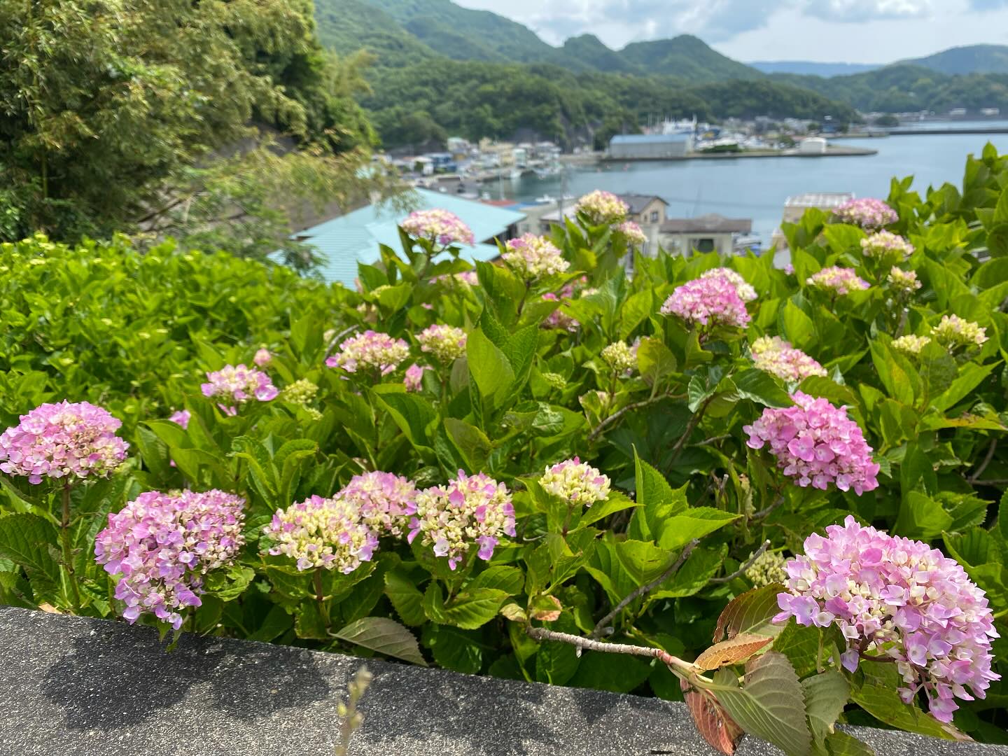 【照江寺アジサイ開花情報】
5月16日(金)数株だけ咲き始めました!🏵️
全体的には、まだまだです
日々☔️降ったり止んだりの天気が続きますが
アジサイにとっては恵みの雨になってます✨
5月末から見頃になるかな…と予想しております🥸
ぜひお越しください🏃♀️
なお、当寺石垣工事のため工事車両が駐まっており、駐車場に駐めにくくなっております🚛
となりの南部浄化センター駐車場にお回りください🙇
境内上部のアジサイ園にそのままお入りいただけます⬅️
#アジサイ #紫陽花
#照江寺 #静浦 #江浦 #沼津のお寺
#江浦湾 #奥駿河 #奥駿河を拡めたい
#numa_1 #numa_kanko