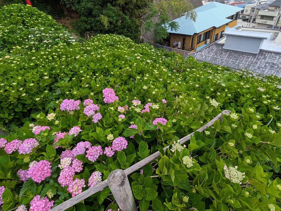【照江寺アジサイ開花情報】
5月22日(木)…2分咲きくらいです🏵️
週末は雨のようです☂️
近頃は梅雨の走りのような天気ですね🥸
来週あたりから見頃になりそうです✨
ぜひお越しください🚶♀️
当寺石垣工事のため工事車両が駐まっており、駐車場に駐めにくくなっております🚛
となりの南部浄化センター駐車場にお回りください🙇
境内上部のアジサイ園にそのままお入りいただけます⬅️
#アジサイ #紫陽花
#照江寺 #静浦 #江浦 #沼津のお寺
#江浦湾 #奥駿河 #奥駿河を拡めたい
#numa_1 #numa_kanko