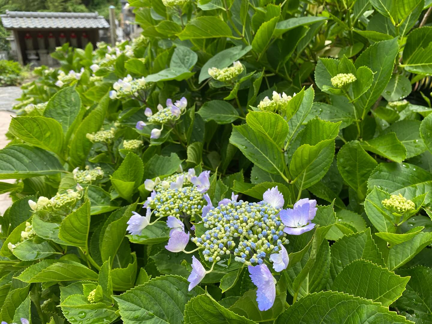 【照江寺アジサイ開花情報】
5月22日(木)…2分咲きくらいです🏵️
週末は雨のようです☂️
近頃は梅雨の走りのような天気ですね🥸
来週あたりから見頃になりそうです✨
ぜひお越しください🚶♀️
当寺石垣工事のため工事車両が駐まっており、駐車場に駐めにくくなっております🚛
となりの南部浄化センター駐車場にお回りください🙇
境内上部のアジサイ園にそのままお入りいただけます⬅️
#アジサイ #紫陽花
#照江寺 #静浦 #江浦 #沼津のお寺
#江浦湾 #奥駿河 #奥駿河を拡めたい
#numa_1 #numa_kanko