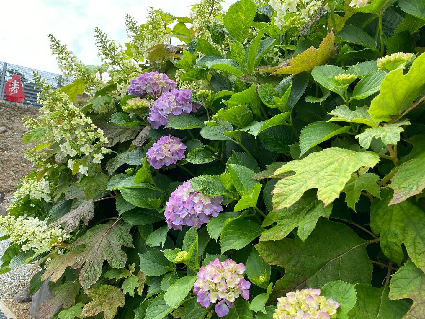 【照江寺アジサイ開花情報】
5月22日(木)…2分咲きくらいです🏵️
週末は雨のようです☂️
近頃は梅雨の走りのような天気ですね🥸
来週あたりから見頃になりそうです✨
ぜひお越しください🚶♀️
当寺石垣工事のため工事車両が駐まっており、駐車場に駐めにくくなっております🚛
となりの南部浄化センター駐車場にお回りください🙇
境内上部のアジサイ園にそのままお入りいただけます⬅️
#アジサイ #紫陽花
#照江寺 #静浦 #江浦 #沼津のお寺
#江浦湾 #奥駿河 #奥駿河を拡めたい
#numa_1 #numa_kanko