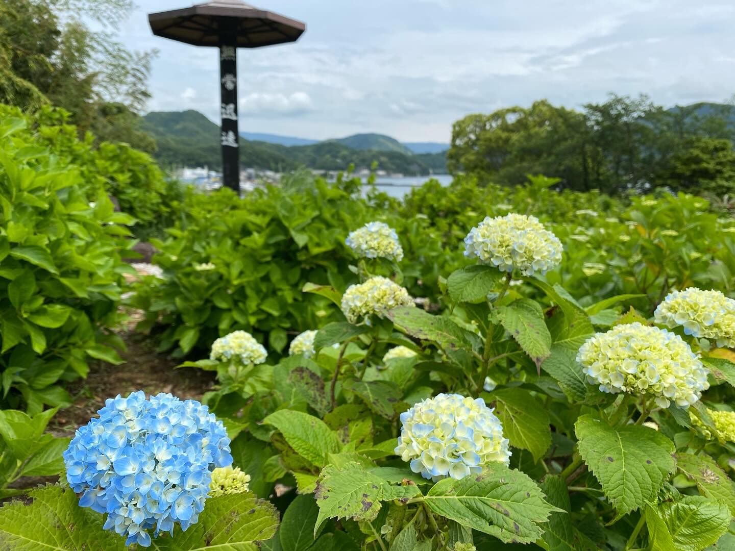 【照江寺アジサイ開花情報】
5月22日(木)…2分咲きくらいです🏵️
週末は雨のようです☂️
近頃は梅雨の走りのような天気ですね🥸
来週あたりから見頃になりそうです✨
ぜひお越しください🚶♀️
当寺石垣工事のため工事車両が駐まっており、駐車場に駐めにくくなっております🚛
となりの南部浄化センター駐車場にお回りください🙇
境内上部のアジサイ園にそのままお入りいただけます⬅️
#アジサイ #紫陽花
#照江寺 #静浦 #江浦 #沼津のお寺
#江浦湾 #奥駿河 #奥駿河を拡めたい
#numa_1 #numa_kanko