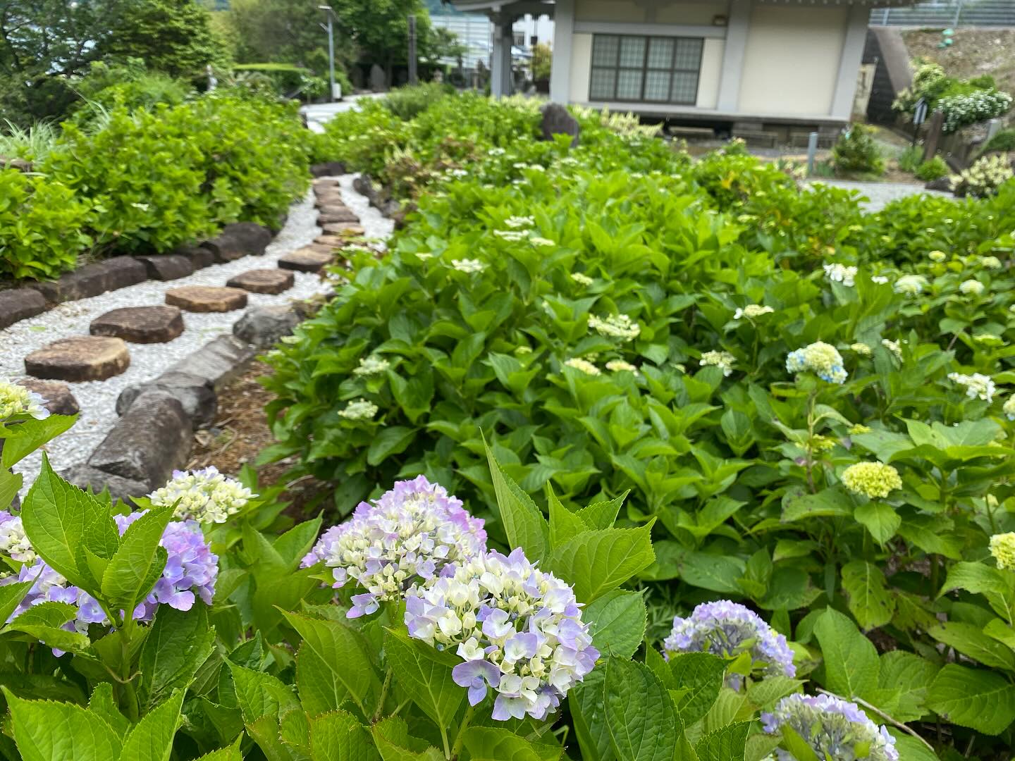 【照江寺アジサイ開花情報】
5月22日(木)…2分咲きくらいです🏵️
週末は雨のようです☂️
近頃は梅雨の走りのような天気ですね🥸
来週あたりから見頃になりそうです✨
ぜひお越しください🚶♀️
当寺石垣工事のため工事車両が駐まっており、駐車場に駐めにくくなっております🚛
となりの南部浄化センター駐車場にお回りください🙇
境内上部のアジサイ園にそのままお入りいただけます⬅️
#アジサイ #紫陽花
#照江寺 #静浦 #江浦 #沼津のお寺
#江浦湾 #奥駿河 #奥駿河を拡めたい
#numa_1 #numa_kanko