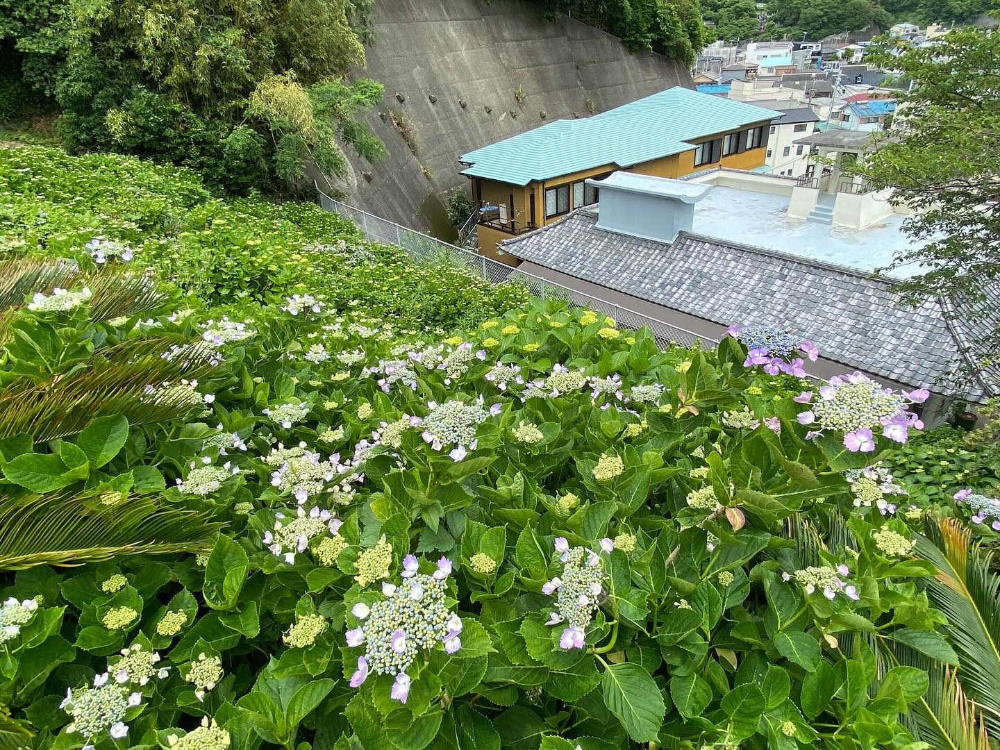 【照江寺アジサイ開花情報】
5月22日(木)…2分咲きくらいです🏵️
週末は雨のようです☂️
近頃は梅雨の走りのような天気ですね🥸
来週あたりから見頃になりそうです✨
ぜひお越しください🚶♀️
当寺石垣工事のため工事車両が駐まっており、駐車場に駐めにくくなっております🚛
となりの南部浄化センター駐車場にお回りください🙇
境内上部のアジサイ園にそのままお入りいただけます⬅️
#アジサイ #紫陽花
#照江寺 #静浦 #江浦 #沼津のお寺
#江浦湾 #奥駿河 #奥駿河を拡めたい
#numa_1 #numa_kanko