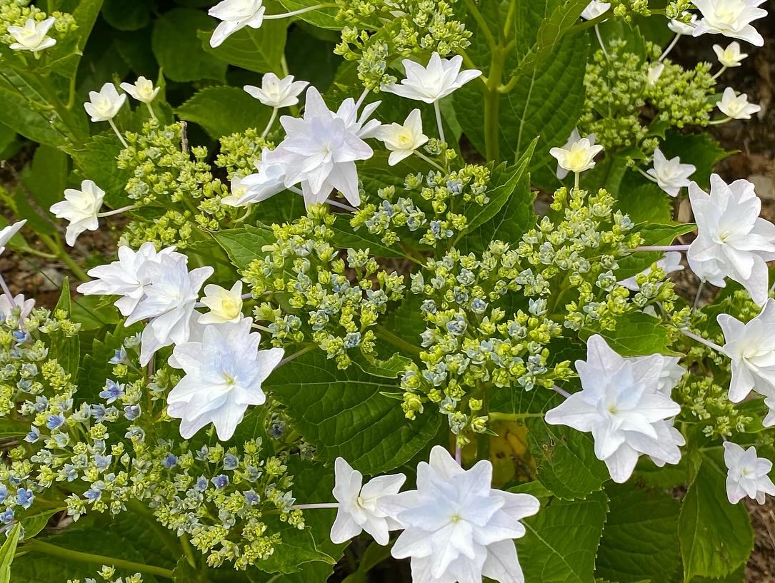 【照江寺アジサイ開花情報】
5月29日(木)…6〜7分咲き🏵️見頃になってきています✨
ぜひお越しください🚶♀️
当寺石垣工事のため工事車両が駐まっており、駐車場に駐めにくくなっております🚛
となりの南部浄化センター駐車場にお回りください🙇
境内上部のアジサイ園にそのままお入りいただけます⬅️
#アジサイ #紫陽花
#照江寺 #静浦 #江浦 #沼津のお寺
#江浦湾 #奥駿河 #奥駿河を拡めたい
#numa_1 #numa_kanko