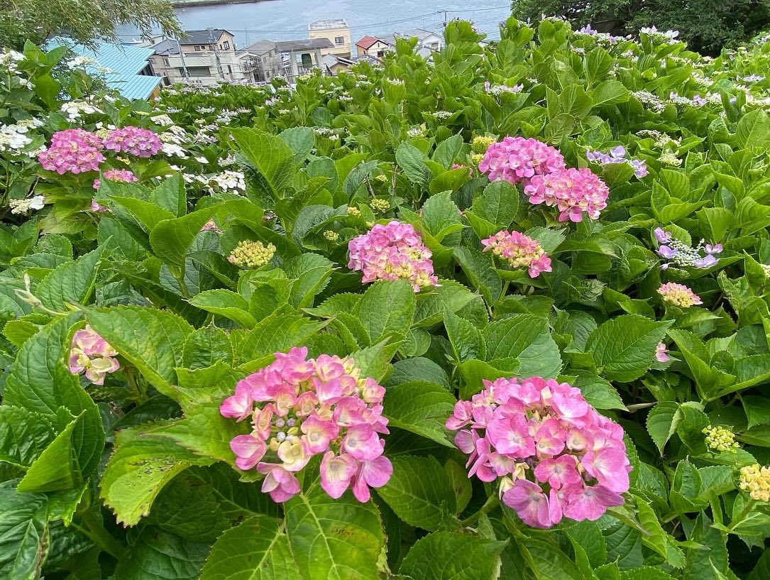 【照江寺アジサイ開花情報】
5月29日(木)…6〜7分咲き🏵️見頃になってきています✨
ぜひお越しください🚶♀️
当寺石垣工事のため工事車両が駐まっており、駐車場に駐めにくくなっております🚛
となりの南部浄化センター駐車場にお回りください🙇
境内上部のアジサイ園にそのままお入りいただけます⬅️
#アジサイ #紫陽花
#照江寺 #静浦 #江浦 #沼津のお寺
#江浦湾 #奥駿河 #奥駿河を拡めたい
#numa_1 #numa_kanko