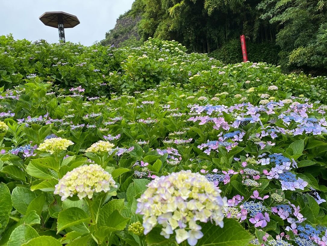 【照江寺アジサイ開花情報】
5月29日(木)…6〜7分咲き🏵️見頃になってきています✨
ぜひお越しください🚶♀️
当寺石垣工事のため工事車両が駐まっており、駐車場に駐めにくくなっております🚛
となりの南部浄化センター駐車場にお回りください🙇
境内上部のアジサイ園にそのままお入りいただけます⬅️
#アジサイ #紫陽花
#照江寺 #静浦 #江浦 #沼津のお寺
#江浦湾 #奥駿河 #奥駿河を拡めたい
#numa_1 #numa_kanko