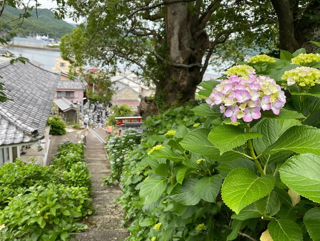 【照江寺アジサイ開花情報】
5月29日(木)…6〜7分咲き🏵️見頃になってきています✨
ぜひお越しください🚶♀️
当寺石垣工事のため工事車両が駐まっており、駐車場に駐めにくくなっております🚛
となりの南部浄化センター駐車場にお回りください🙇
境内上部のアジサイ園にそのままお入りいただけます⬅️
#アジサイ #紫陽花
#照江寺 #静浦 #江浦 #沼津のお寺
#江浦湾 #奥駿河 #奥駿河を拡めたい
#numa_1 #numa_kanko