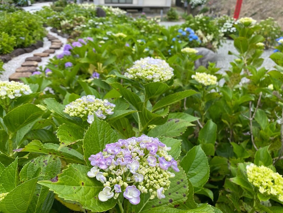 【照江寺アジサイ開花情報】
5月29日(木)…6〜7分咲き🏵️見頃になってきています✨
ぜひお越しください🚶♀️
当寺石垣工事のため工事車両が駐まっており、駐車場に駐めにくくなっております🚛
となりの南部浄化センター駐車場にお回りください🙇
境内上部のアジサイ園にそのままお入りいただけます⬅️
#アジサイ #紫陽花
#照江寺 #静浦 #江浦 #沼津のお寺
#江浦湾 #奥駿河 #奥駿河を拡めたい
#numa_1 #numa_kanko