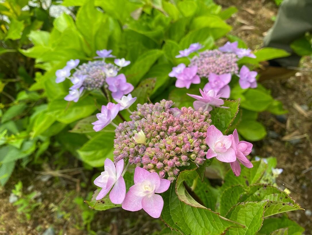 【照江寺アジサイ開花情報】
5月29日(木)…6〜7分咲き🏵️見頃になってきています✨
ぜひお越しください🚶♀️
当寺石垣工事のため工事車両が駐まっており、駐車場に駐めにくくなっております🚛
となりの南部浄化センター駐車場にお回りください🙇
境内上部のアジサイ園にそのままお入りいただけます⬅️
#アジサイ #紫陽花
#照江寺 #静浦 #江浦 #沼津のお寺
#江浦湾 #奥駿河 #奥駿河を拡めたい
#numa_1 #numa_kanko