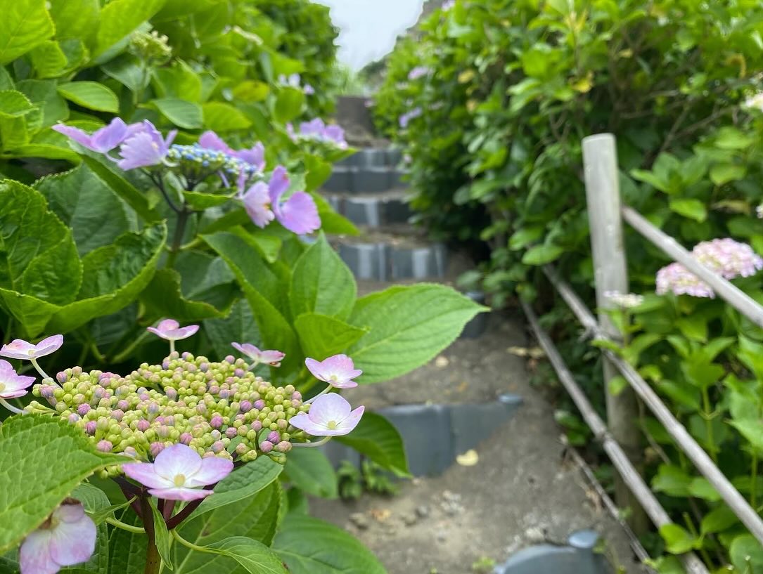 【照江寺アジサイ開花情報】
5月29日(木)…6〜7分咲き🏵️見頃になってきています✨
ぜひお越しください🚶♀️
当寺石垣工事のため工事車両が駐まっており、駐車場に駐めにくくなっております🚛
となりの南部浄化センター駐車場にお回りください🙇
境内上部のアジサイ園にそのままお入りいただけます⬅️
#アジサイ #紫陽花
#照江寺 #静浦 #江浦 #沼津のお寺
#江浦湾 #奥駿河 #奥駿河を拡めたい
#numa_1 #numa_kanko