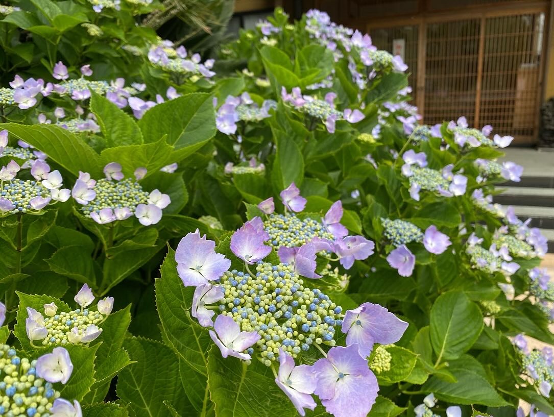 【照江寺アジサイ開花情報】
5月29日(木)…6〜7分咲き🏵️見頃になってきています✨
ぜひお越しください🚶♀️
当寺石垣工事のため工事車両が駐まっており、駐車場に駐めにくくなっております🚛
となりの南部浄化センター駐車場にお回りください🙇
境内上部のアジサイ園にそのままお入りいただけます⬅️
#アジサイ #紫陽花
#照江寺 #静浦 #江浦 #沼津のお寺
#江浦湾 #奥駿河 #奥駿河を拡めたい
#numa_1 #numa_kanko