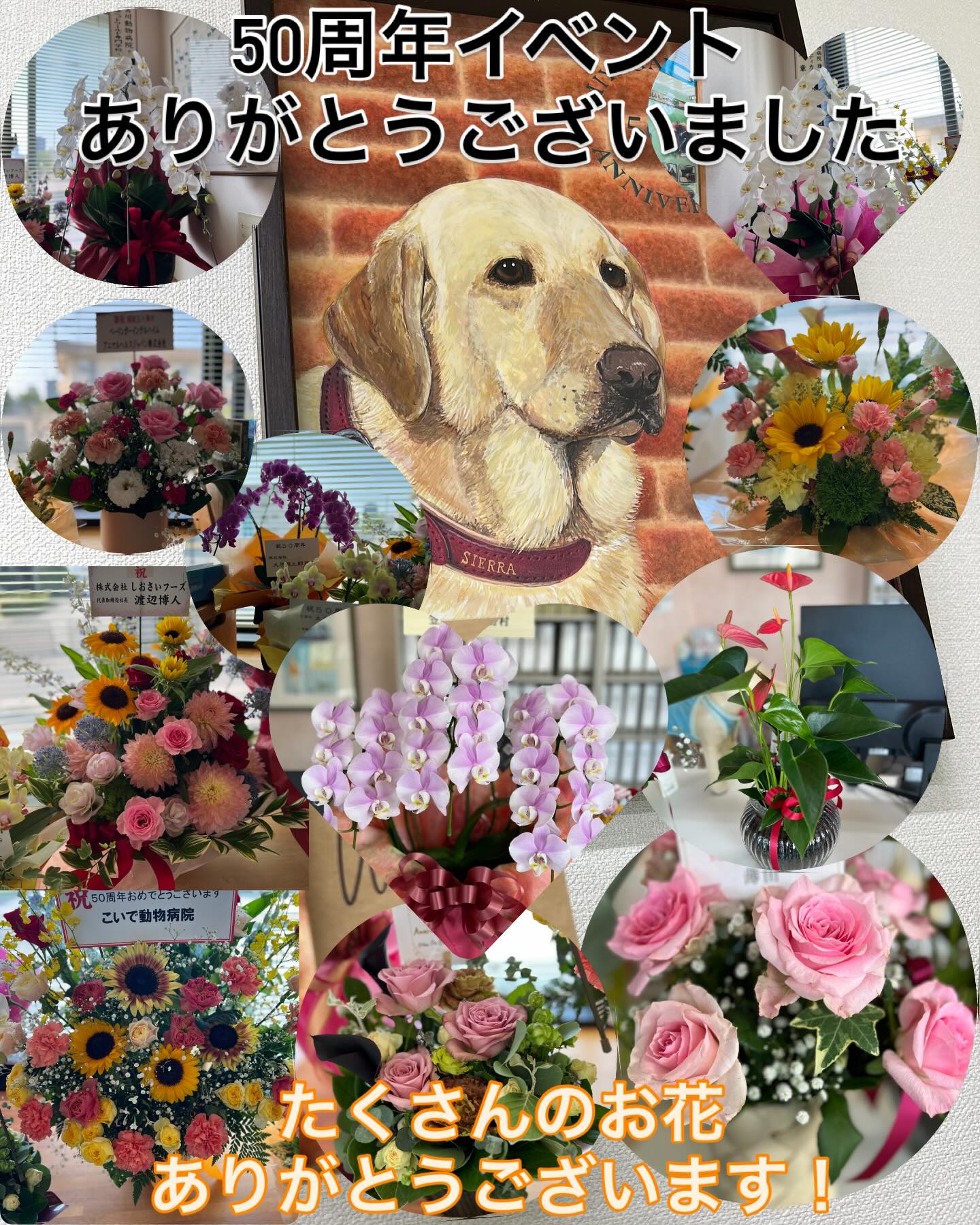 50周年記念感謝祭が無事に終了しました!来場していただいた方々が楽しそうにしている様子が見ることができ、非常に嬉しかったです。中には懐かしい方々にも来てもらい、昔話に花が咲いたり…💐50年に一度の大イベントとなりました‼️お祝いのお花も患者様から直接いただけて感激しました😭元スタッフや関係各所からもたくさん送っていただきありがとうございました!出店していただいた各店舗の皆様には、不慣れな運営にも関わらずご協力いただきありがとうございました!@momoco_meat @mermaidcafe_niigata @doors_coffeeworks @with_leather_works_101 休診日なのにスタッフが全員参加でイベントを支えてくれて感謝の気持ちしかありません!これからも患者様やスタッフ、関係者の方々、ご縁のあるすべての方々に支えていただきながら、動物の健康だけでなく、人と動物たちの幸せな生活を守れるように精進して参ります! - 2025年07月11日 miyagawa_ah.niigata Instagram