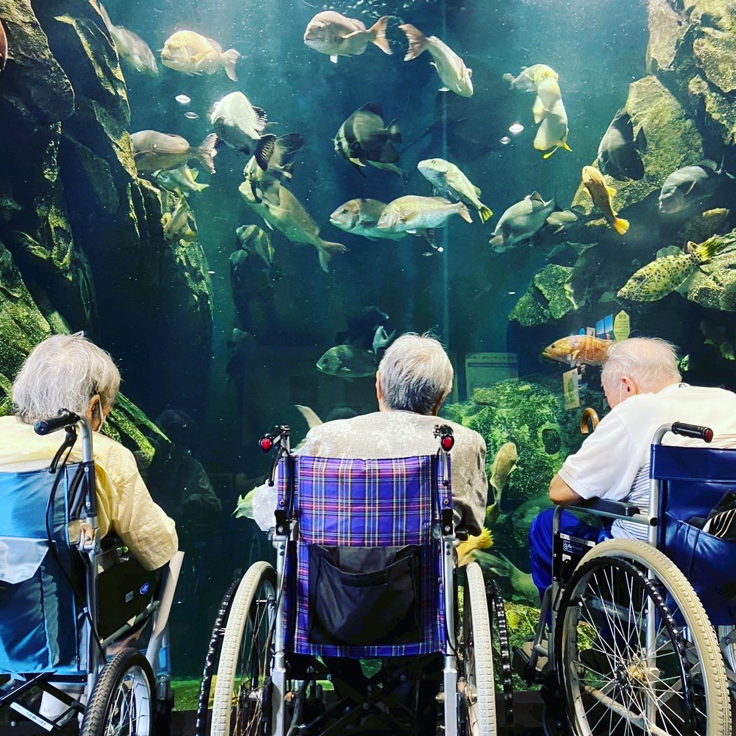 7月の外出レクリエーションは加茂水族館にお出かけしました🐠
普段見ることのない魚やクラゲにテンションも上がっていました🙌
海の生き物を見学した後はクラゲアイスを堪能🪼
暑い日が続いていますが、熱中症に気をつけながら夏を楽しみましょう🌻
#山形県 #鶴岡市 #デイサービス #加茂水族館
#通所介護 #おでかけ #レクリエーション #住宅型有料老人ホーム