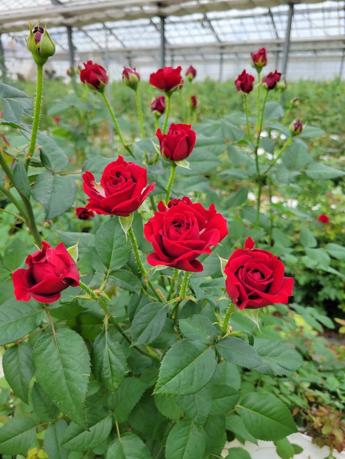 ひまわり農協がクリスマスシーズンにおすすめの赤バラ紹介🎄
品種名 タマンゴ
ベルベットのような濃く美しい赤色と、
一輪一輪が整ったクラシカルな花形が魅力のスプレーバラ。
一輪一輪の花形が整っており、
房のまとまりも良く、アレンジ・花束ともに組みやすい品種です。
赤の発色が強く、グリーン資材や針葉樹との相性も抜群。
単品使いでも存在感があり、
クリスマス装花・ギフト需要に向けた
主軸花材として大活躍間違いなしの赤スプレー品種です。
#タマンゴ
#Tamango
#スプレーバラ
#赤バラ
#深紅のバラ
#クリスマスフラワー
#クリスマス装花
#クリスマスギフト
#冬の花
#バラのある暮らし
#花のある生活
#フラワーアレンジ
#切り花
#国産バラ
#ひまわり農協
#バラ部会