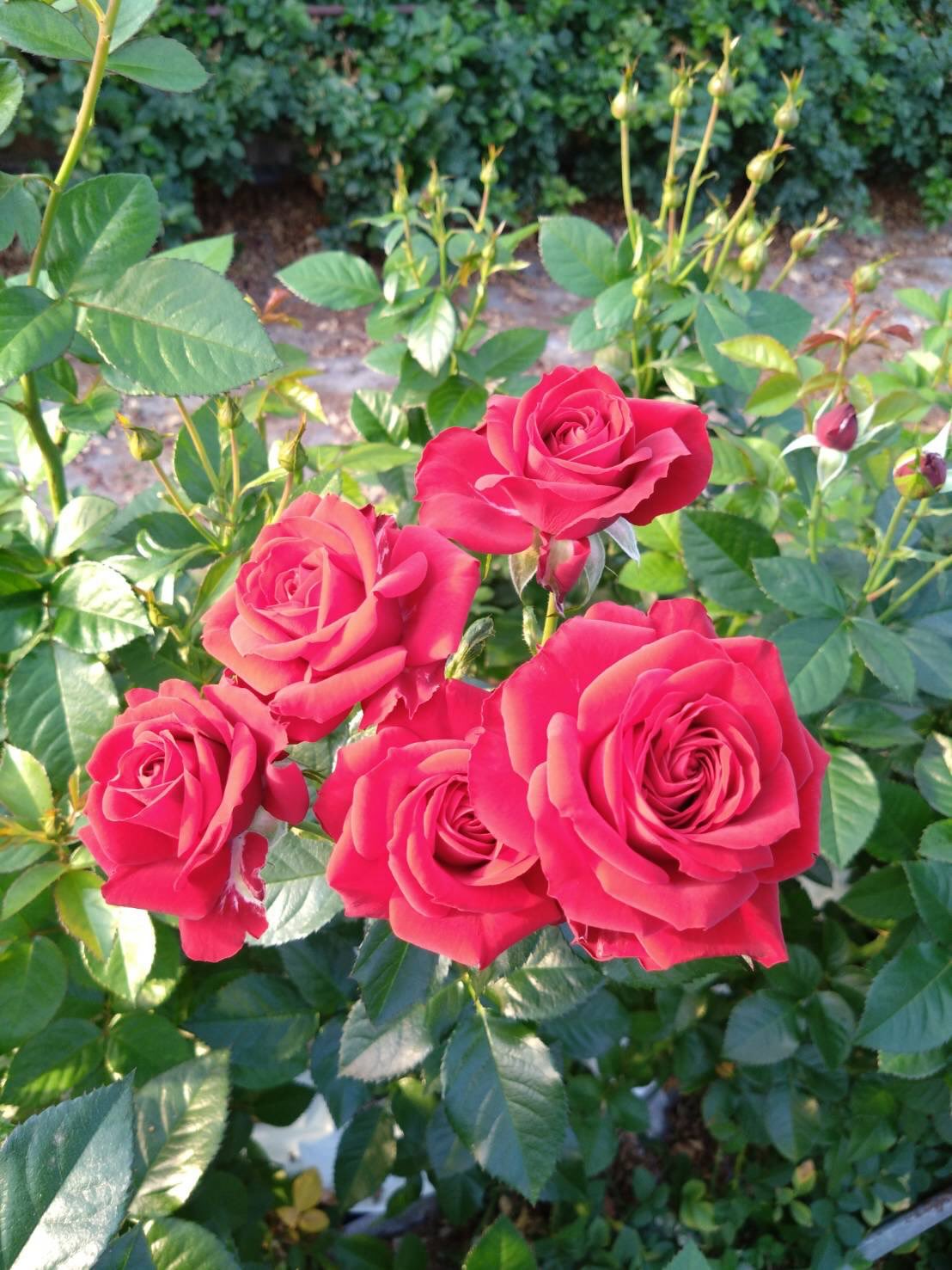 ひまわり農協今期新規導入品種紹介
品種名 レッドディメンション
深みのある“真紅”が美しいレッドディメンション。
花弁のラインがシャープで、開くほどにエレガントな花形が際立つ赤バラです。
写真のように輪付きも良く、ボリューム感のある華やかな枝ぶりが魅力です。
凛とした存在感のあるフォルムは、クリスマスシーズンのアレンジやギフトにもぴったり🎄
#レッドディメンション
#RedDimension
#真紅のバラ
#赤バラ
#シャープな花形
#エレガントローズ
#クリスマスアレンジ
#クリスマスフラワー
#スプレーバラ
#バラのある暮らし
#ひまわり農協
#バラ部会