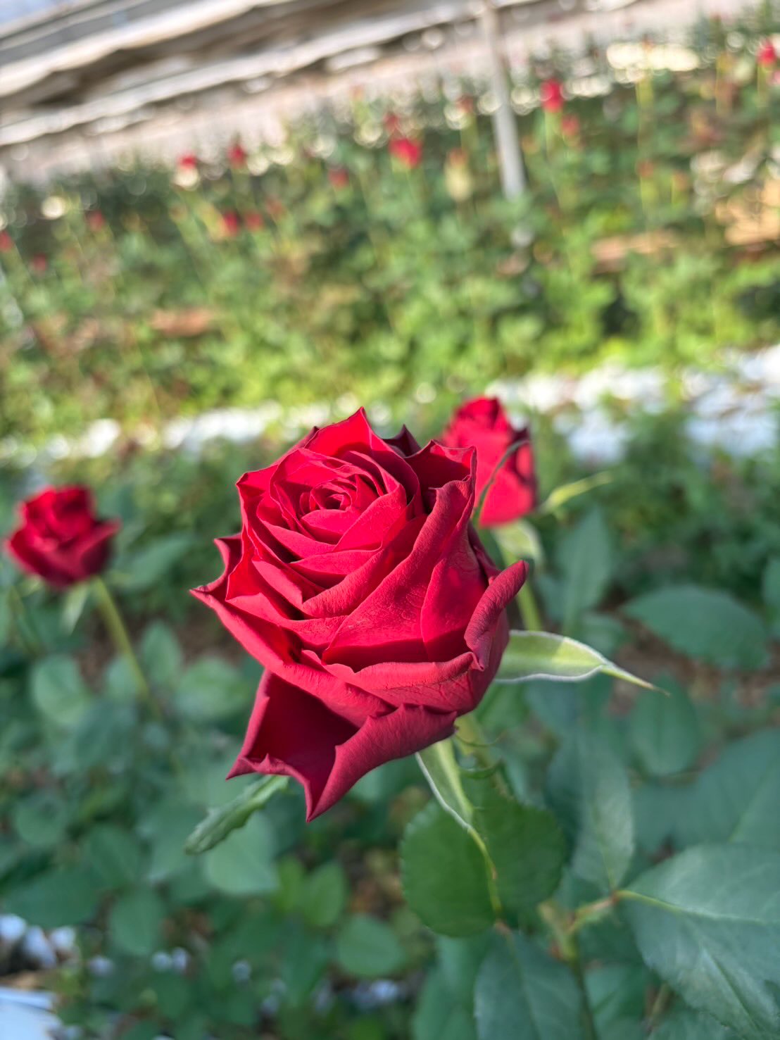 クリスマスシーズン🎄
ひまわり農協のおすすめ赤バラを紹介します。
品種名 ベルベットリップ
深みのあるベルベットレッドが魅力のバラ 「ベルベットリップ」。
その名の通り、まるでリップスティックのようになめらかで艶やかな花弁が重なり合い、気品ある存在感を放つ人気品種です。
花形はクラシカルで端正。シックな深紅が冬光に映えるため、
クリスマスアレンジや大切な人へのホリデーギフトにぴったり。
落ち着いた色合いながら華やかさも兼ね備えており、
大人のクリスマスを演出したい方におすすめの一本です。
#ベルベットリップ
#バラ
#薔薇
#赤バラ
#切り花
#フラワーアレンジ
#クリスマスフラワー
#クリスマスギフト
#フラワーギフト
#花のある暮らし
#ひまわり農協
#バラ部会