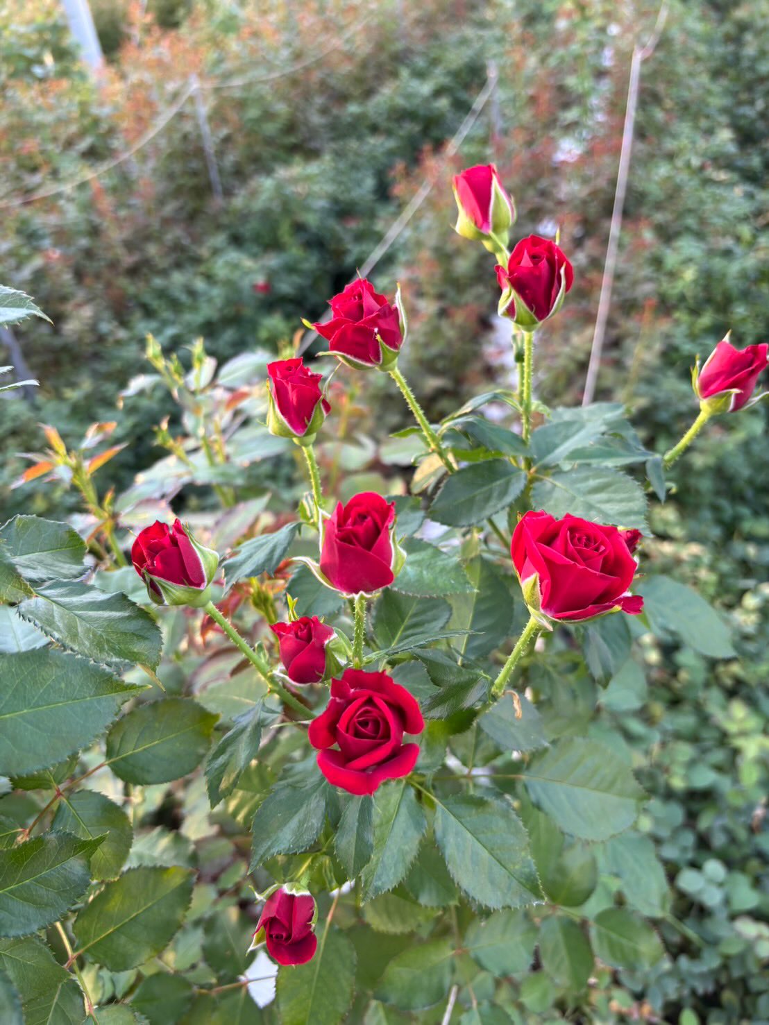 ひまわり農協がクリスマスシーズンにおすすめする赤バラ特集🎄
品種名 レディラブ
赤スプレーの定番として、使いやすさに定評のある
レディラブ 🌹
輪の大きさが揃いやすく、花房のまとまりがきれい。
深みはありつつ暗くなりすぎない赤色は、
グリーンや実ものと合わせると一気にクリスマスの表情に。
一輪バラほど主張しすぎず、
リースやアレンジに入れても全体をまとめてくれる存在。
花好きさんほど、この“ちょうど良さ”を実感できる品種です。
冬の花合わせに安心して使える、
クリスマスシーズンに心強い赤スプレーです。
#レディラブ
#赤スプレーバラ
#スプレーバラ
#クリスマスフラワー
#クリスマスアレンジ
#冬の花
#花の品種
#切り花
#花好き
#花のある暮らし
#アレンジメント
#リース作り
#ひまわり農協
#ひまわり農協バラ部会