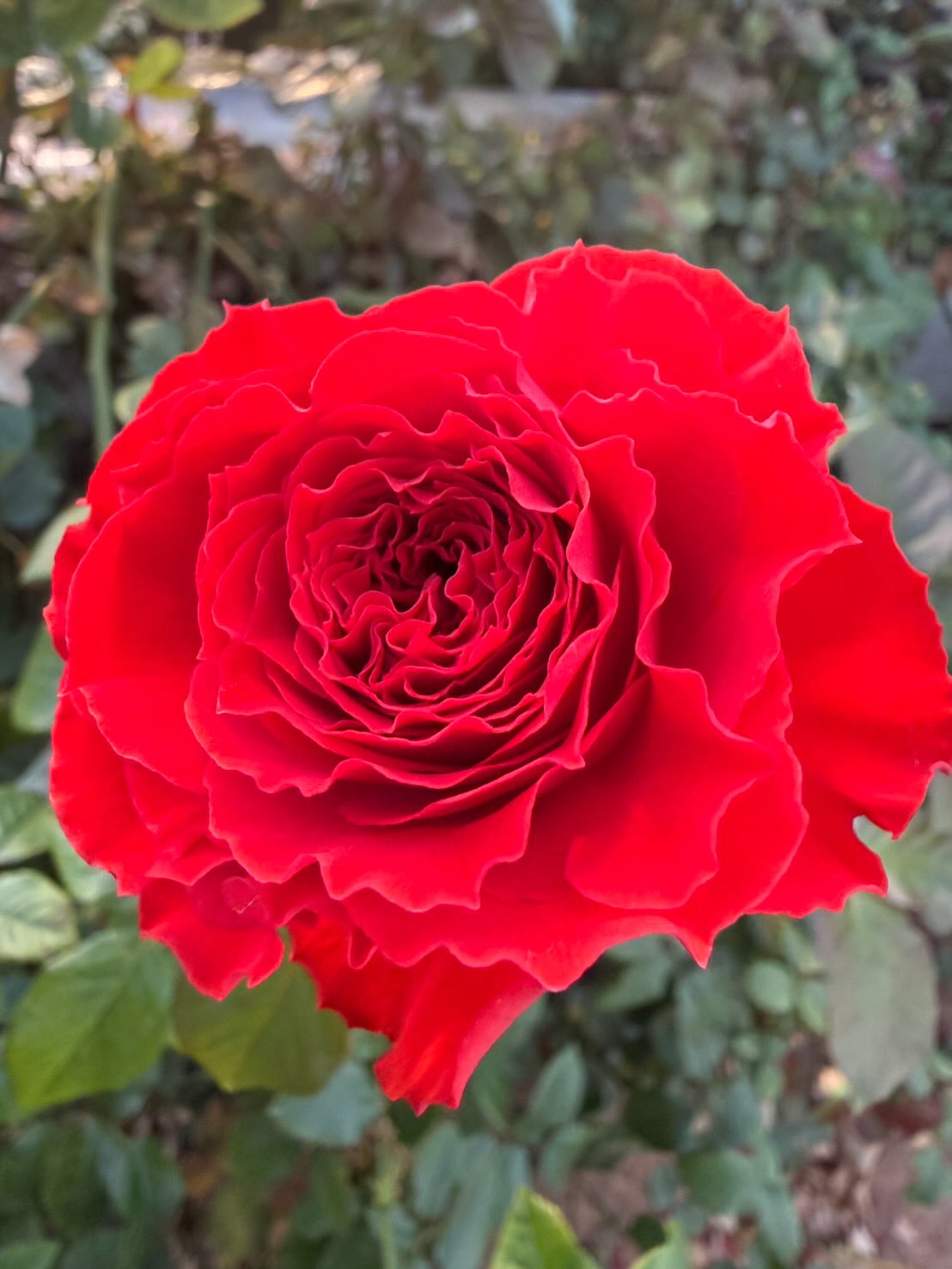 ひまわり農協がクリスマスにおすすめする赤バラ特集🎄
品種名 ファーストエディション
発色の良い朱赤が印象的なファーストエディション🌹
波打つ花弁がつくる立体感のある花形で、
シンプルなアレンジでも表情が出やすい品種です。
朱赤の色味は、グリーンや白花と合わせると
クリスマスらしさがより引き立ちます。
花持ちが良く、花弁が丈夫。
トゲも少なめで扱いやすいため、
花好きさんはもちろん、制作する側にも嬉しい一本。
赤バラの中でも、
「色」と「形」を楽しみたいクリスマスシーズンにおすすめです。
#ファーストエディション
#赤バラ
#スタンダードローズ
#朱赤
#バラの品種
#クリスマスフラワー
#クリスマスアレンジ
#冬の花
#切り花
#花好き
#花のある暮らし
#フラワーデザイン
#ひまわり農協
#ひまわり農協バラ部会