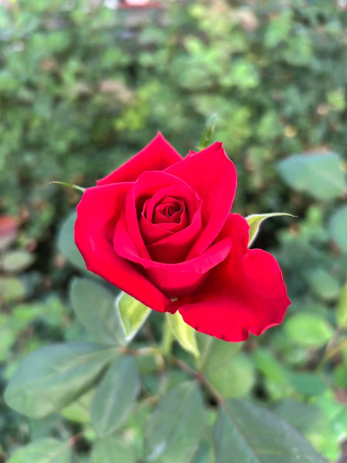 ひまわり農協がクリスマスシーズンにおすすめする赤バラ特集🎄
品種名 レッドスター
目に入った瞬間、はっとする
鮮やかであたたかみのある緋色が魅力の赤バラ
「レッドスター」🌹
王道のバラらしいきれいな花形で、
開いても形が崩れにくく、一輪でもしっかり存在感。
花束やアレンジに加えるだけで、全体がぐっと華やぎます。
深すぎず暗くならない緋色なので、
「重たくならない赤バラ」を探している方にもぴったりです。
#レッドスター
#赤バラ
#緋色
#バラのある暮らし
#クリスマスフラワー
#クリスマスギフト
#花のある生活
#花束
#フラワーギフト
#切り花
#ひまわり農協
#ひまわり農協バラ部会