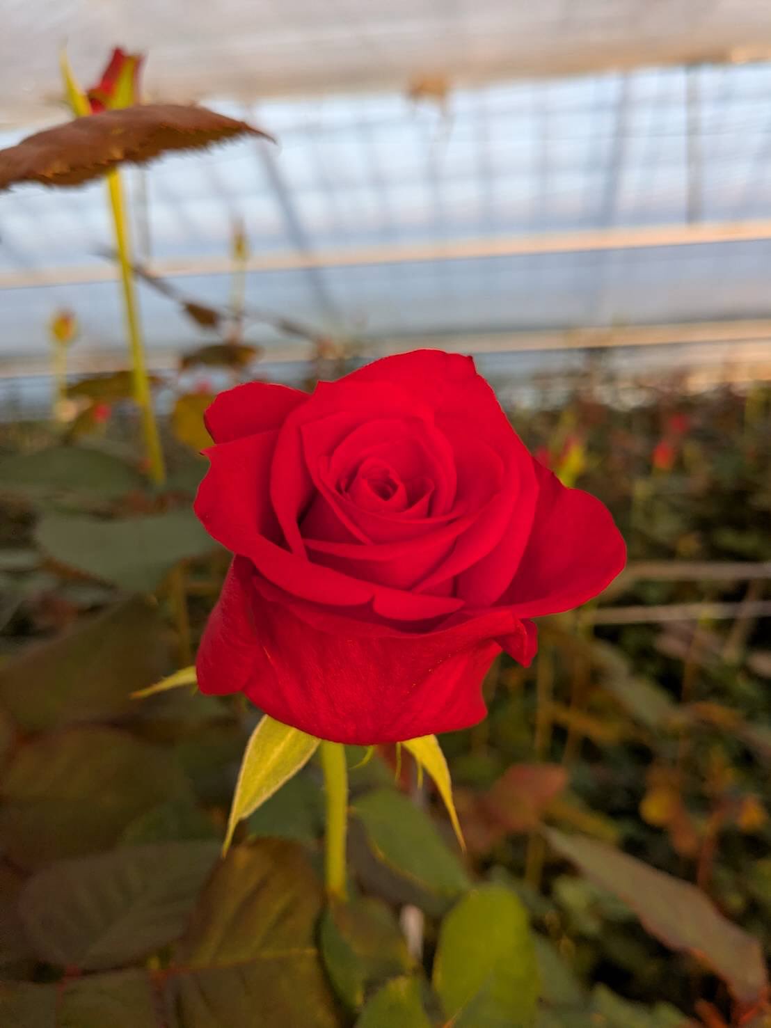 ひまわり農協がクリスマスシーズンにおすすめする赤バラ特集🎄
品種名 ミルナ
クリスマスに映える、
明るめの赤が美しい大輪バラ「ミルナ」🌹
パッと目を引く明るい赤色と、
花びらが幾重にも重なる大輪系の存在感が魅力
ブーケはもちろん、
「赤バラを一輪」シンプルに飾るのもおすすめです🎄✨
#ミルナ
#赤バラ
#大輪バラ
#明るい赤
#クリスマスフラワー
#花のあるクリスマス
#フラワーギフト
#自分へのご褒美
#おうちクリスマス
#花のある暮らし
#国産バラ
#切り花
#ひまわり農協
#ひまわり農協バラ部会