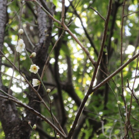 *
「四つ葉のクローバー」
今週に入り、寒さが増して風が冷たいですね…
庭園のウメの花が僅かに咲き始めました!
コチョウワビスケやツバキのつぼみも色づいてもうすぐです。
さて、今日茶席に入られた韓国からのお客様より、ピンクカードをいただきました。
なんと「四つ葉のクローバー」
粋なプレゼントにいきなりハッピーです❣
あったかい気持ちをありがとうございました。
…楽水園より
#楽水園
#rakusuien
#福岡観光
#日本庭園
#JapaneseGarden
#茶室
#都会のオアシス
#博多
#住吉